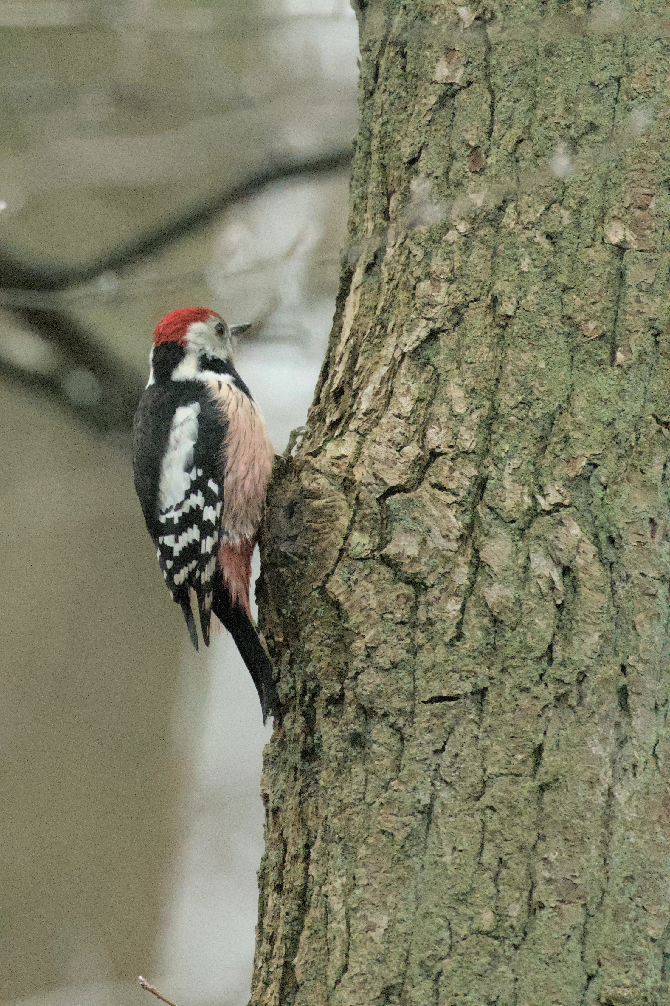 Middle Spotted Woodpecker, Netherlands — photo by Jim Bennett