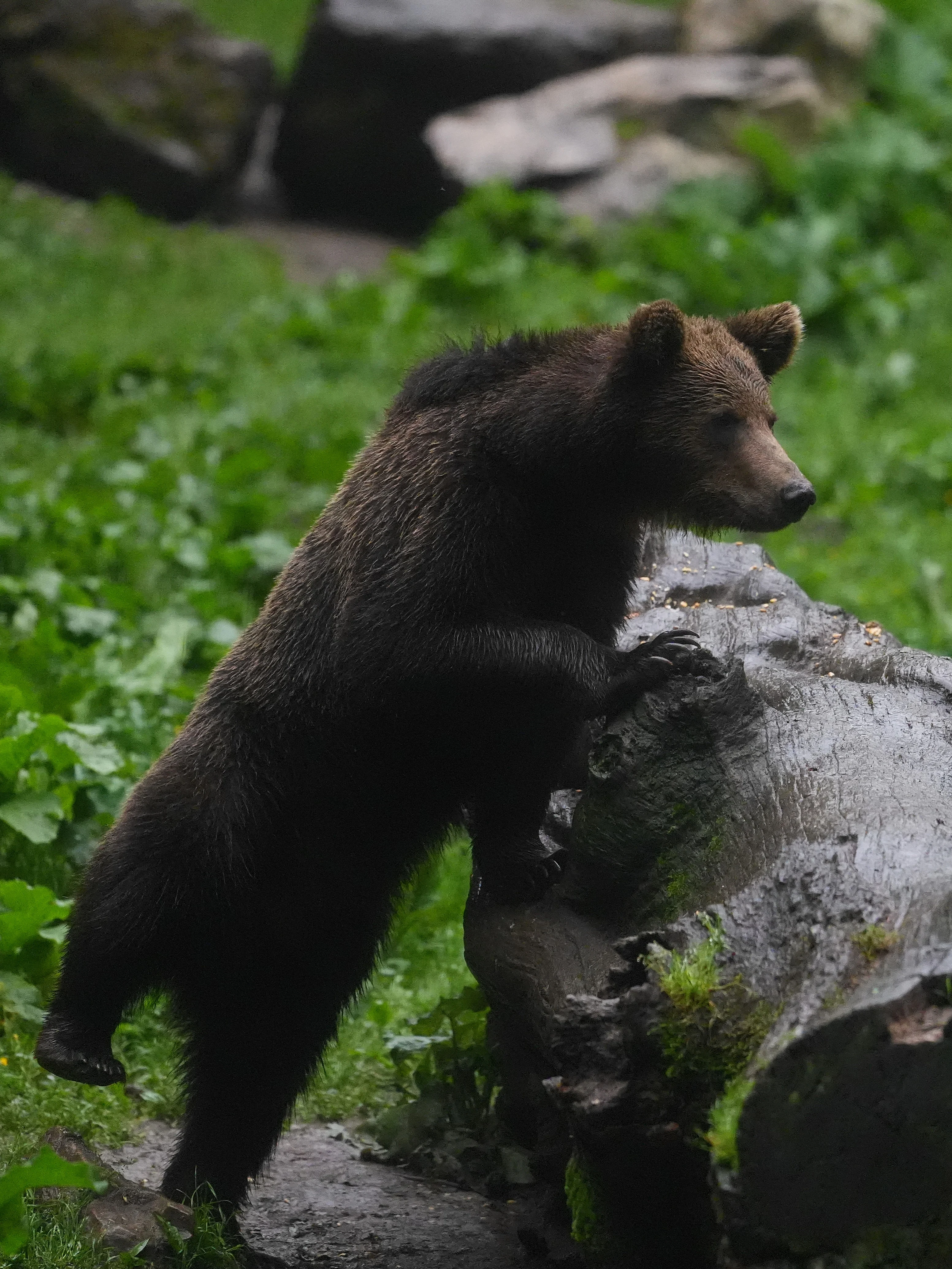 Brown Bear, Strambei Valley, Transylvania, Romania — photo by Jim Bennett