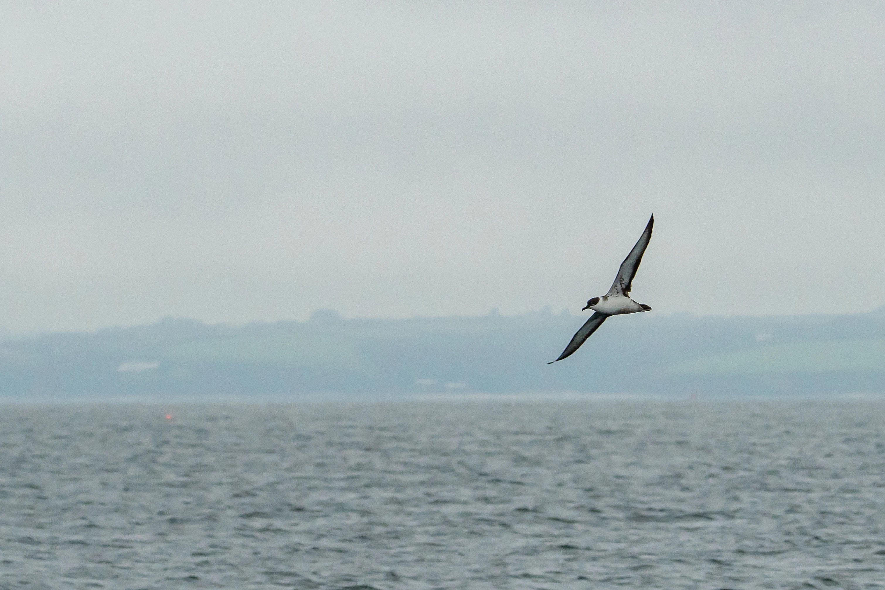 Great Shearwater, Falmouth Bay, Cornwall, UK — photo by Jim Bennett