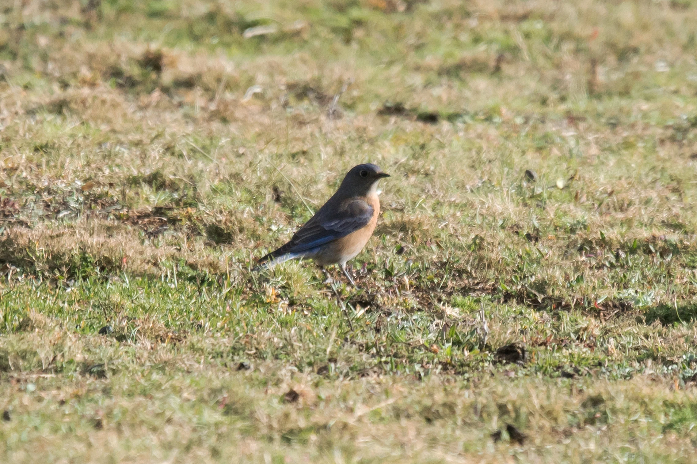 Western Bluebird, Sierra Chincua Monarch Reserve, Michoacan, Mexico — photo by Jim Bennett