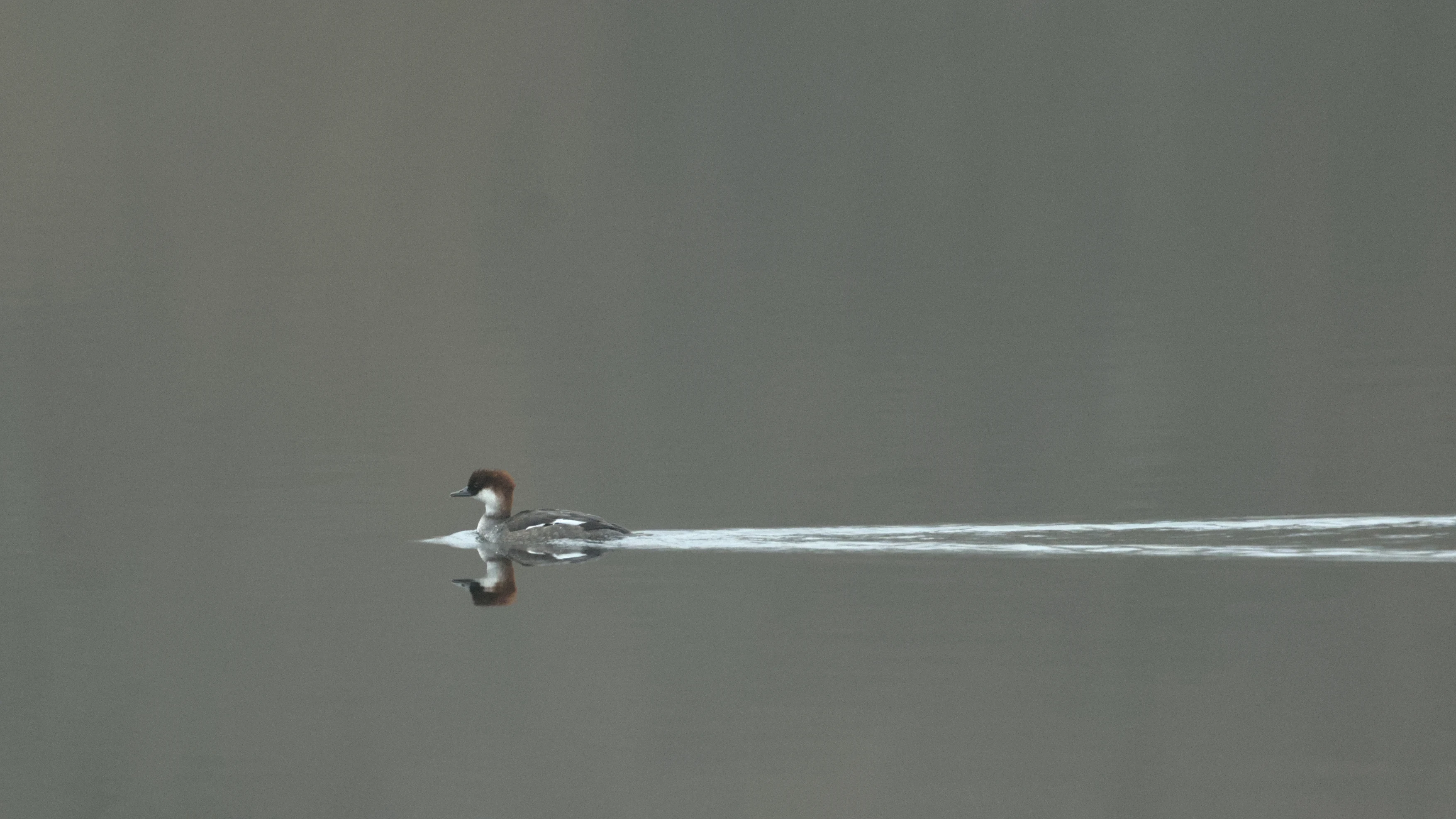 Smew, Lelystad, Netherlands — photo by Jim Bennett