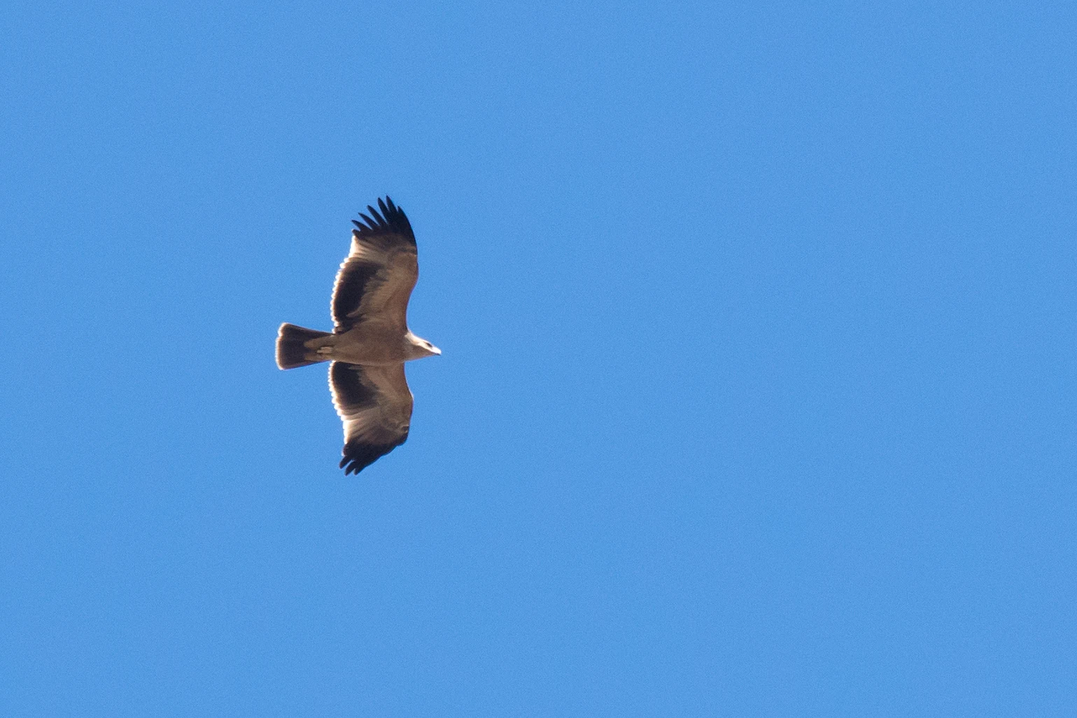 Spanish Imperial Eagle, Cazalla watchpoint, Spain — photo by Jim Bennett
