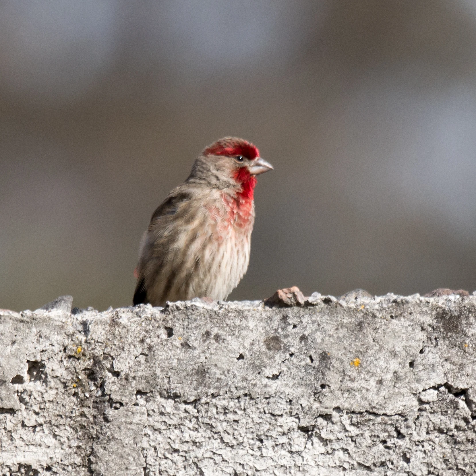 House Finch, Mexico — photo by Jim Bennett