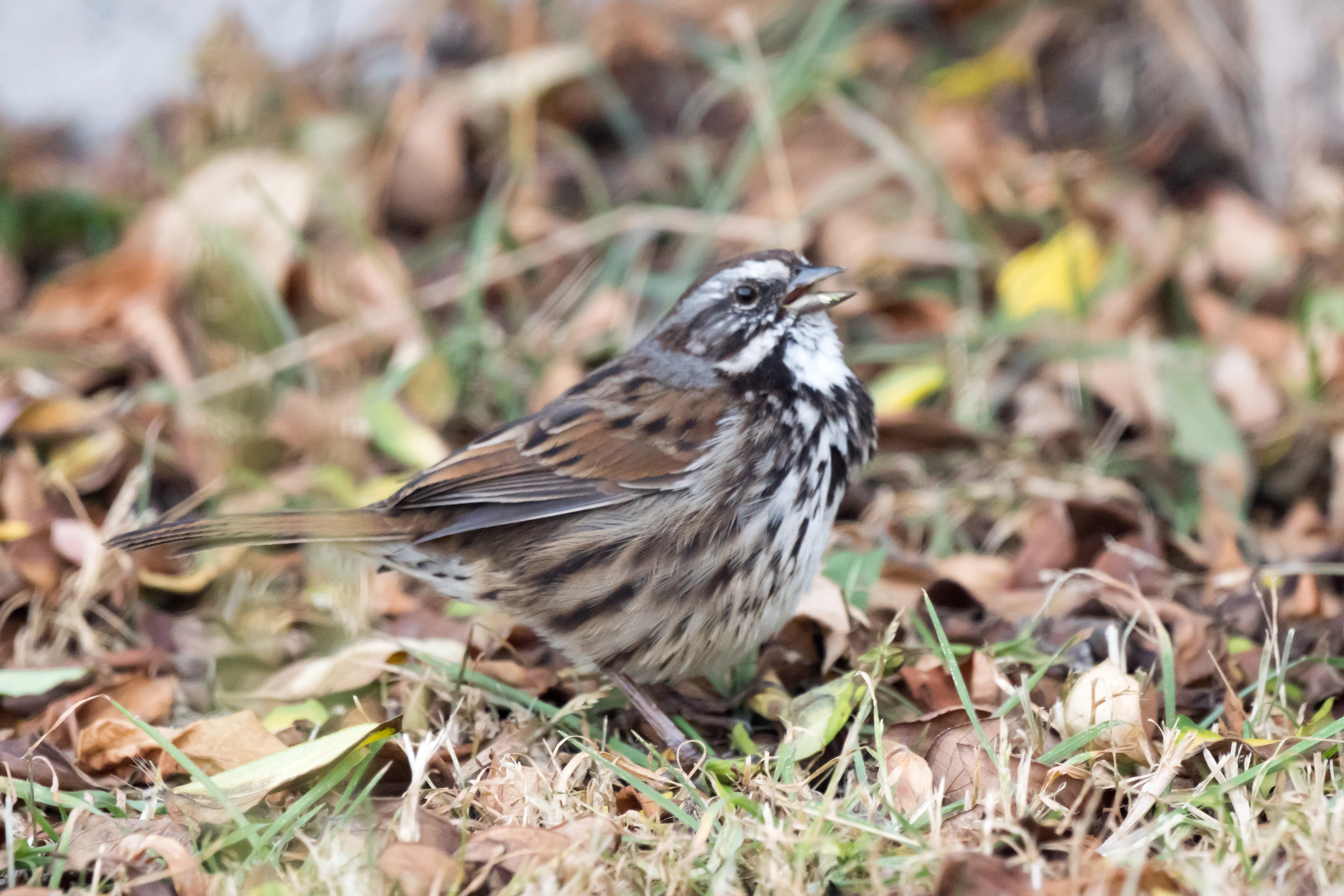 Song Sparrow, Mexico — photo by Jim Bennett