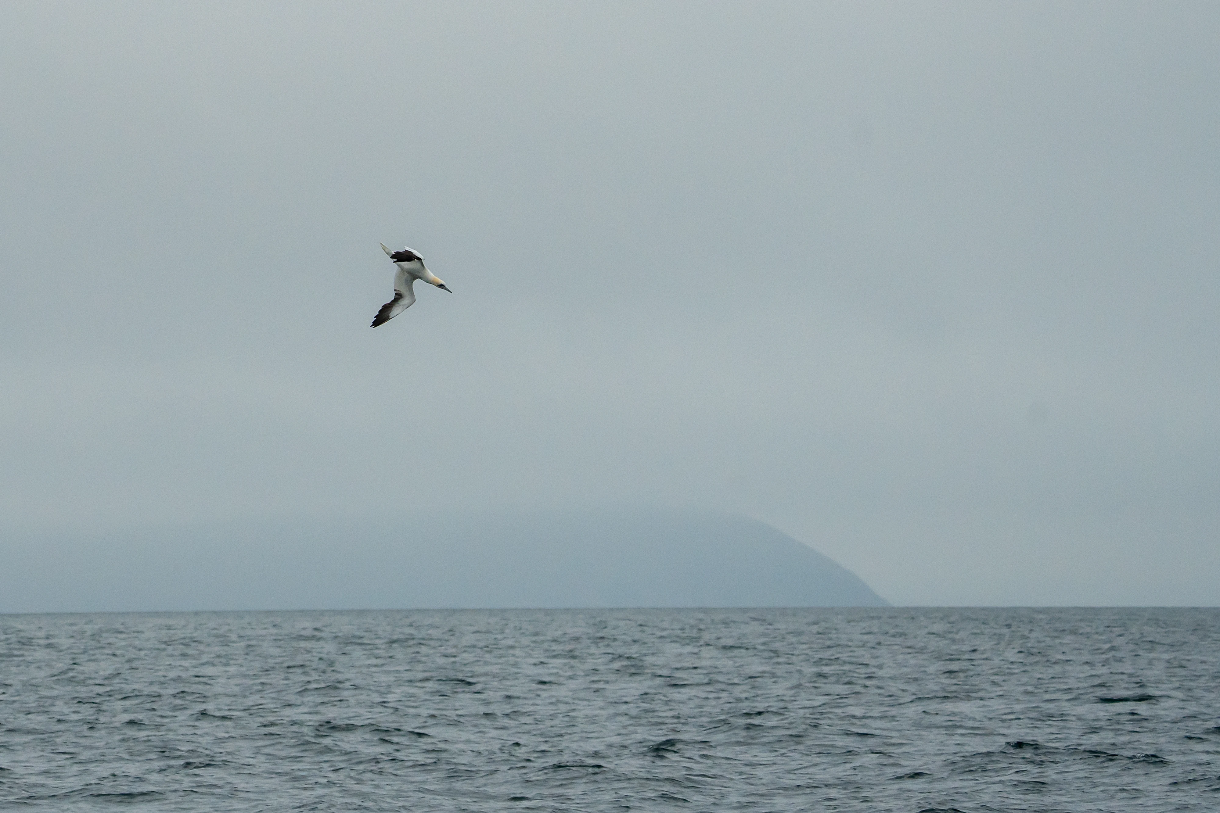Northern Gannet, Falmouth Bay, Cornwall, UK — photo by Jim Bennett