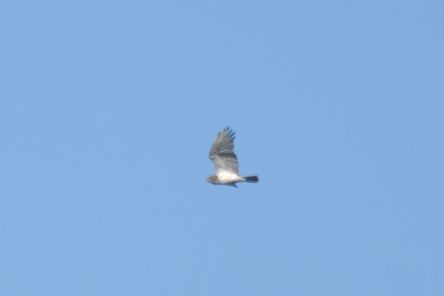 Short-toed Snake Eagle, Huerta Grande, Spain — photo by Jim Bennett
