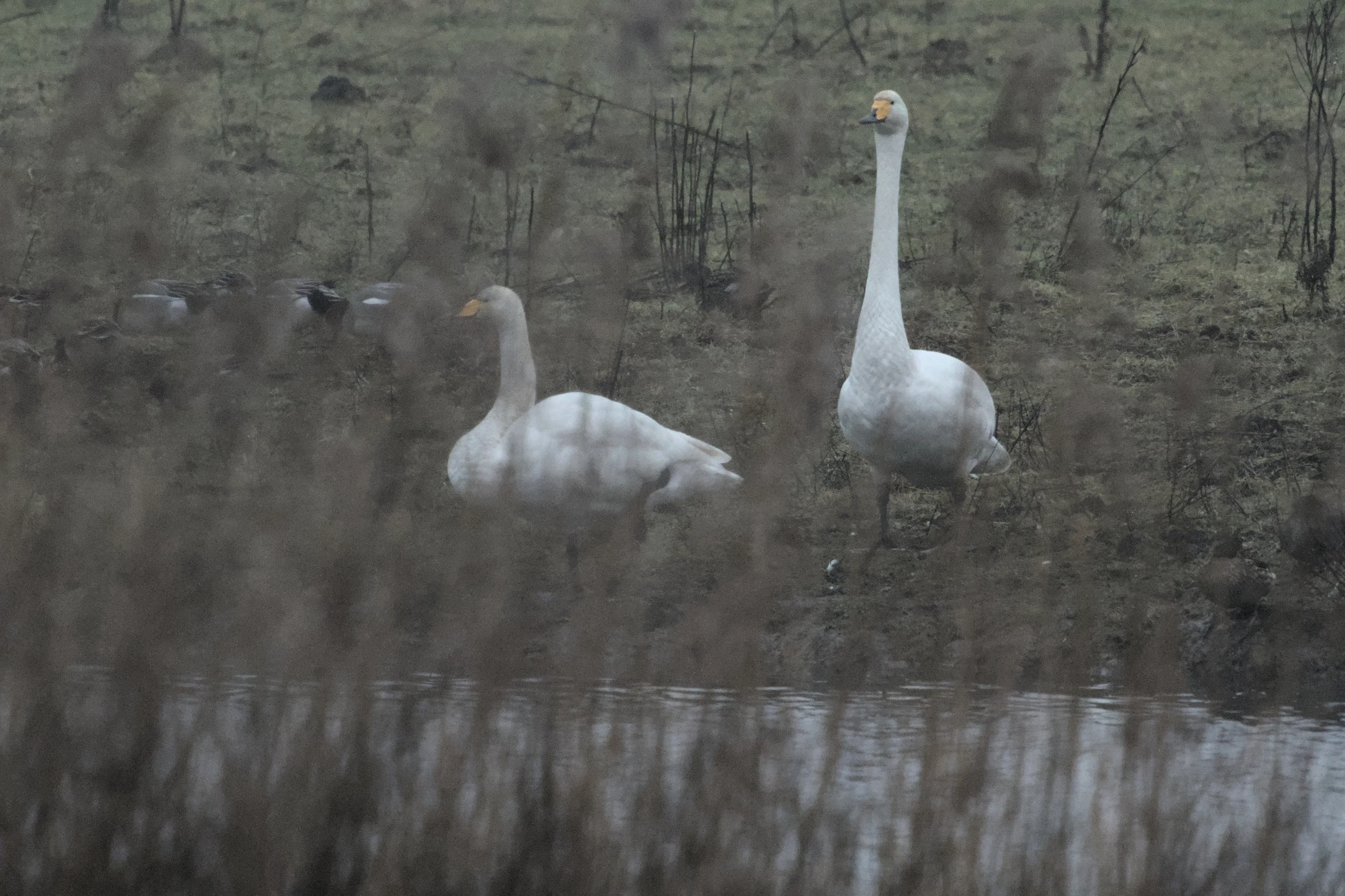 Whooper Swans, Oostvaardesplassen, Netherlands — photo by Jim Bennett