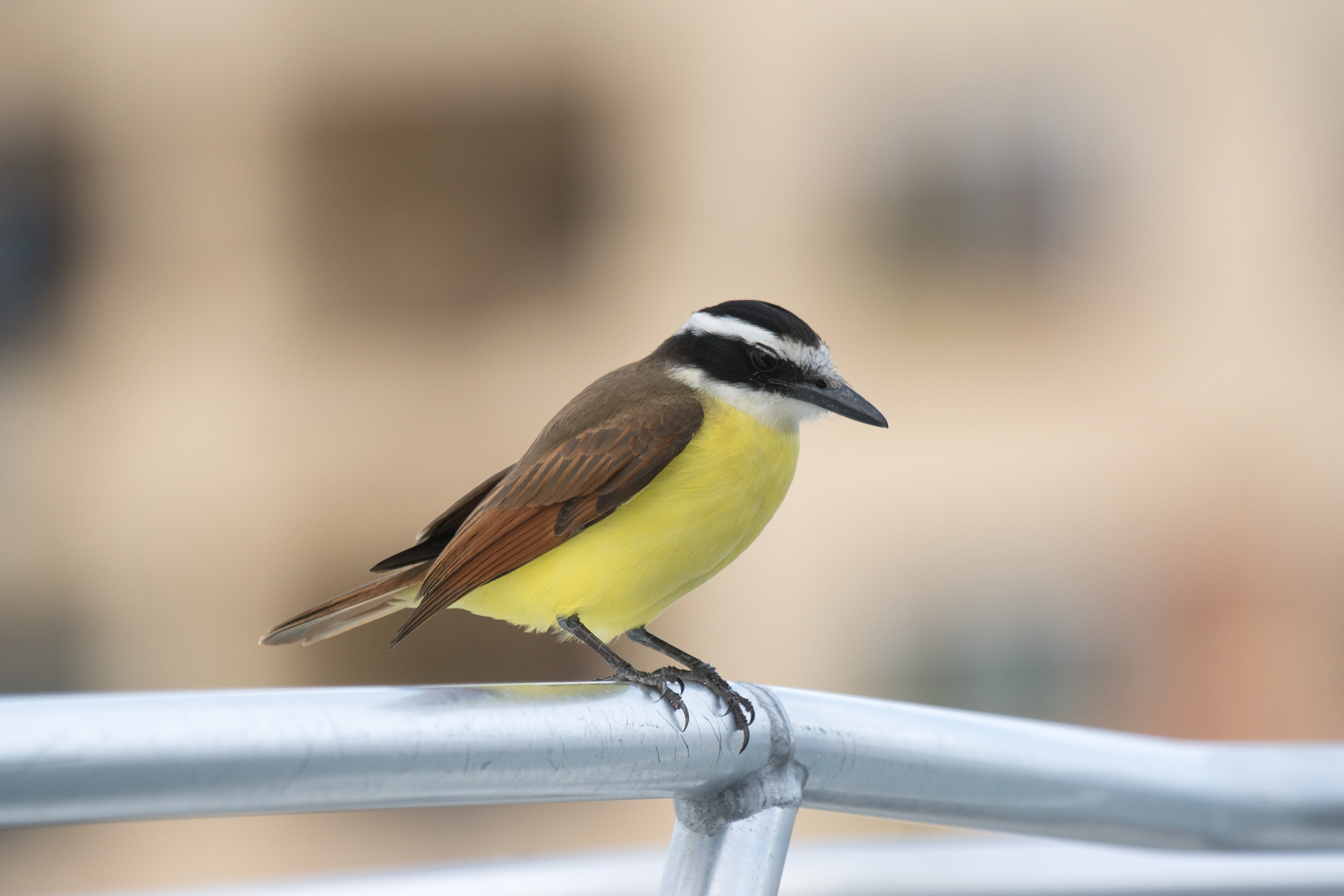 Great Kiskadee, Puerto Vallarta, Jalisco, Mexico — photo by Jim Bennett