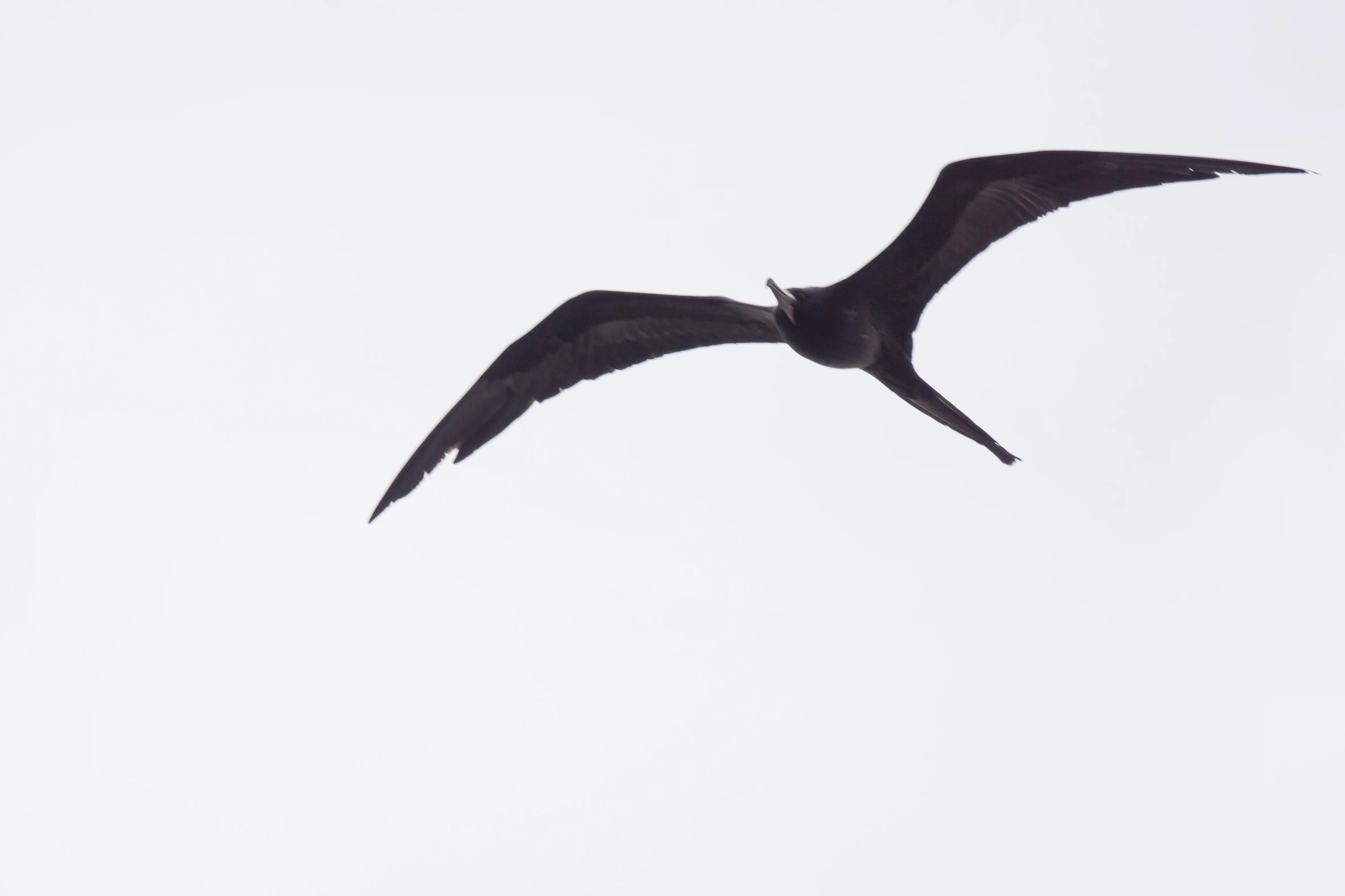 Magnificent Frigatebird, Puerto Vallarta, Jalisco, Mexico — photo by Jim Bennett