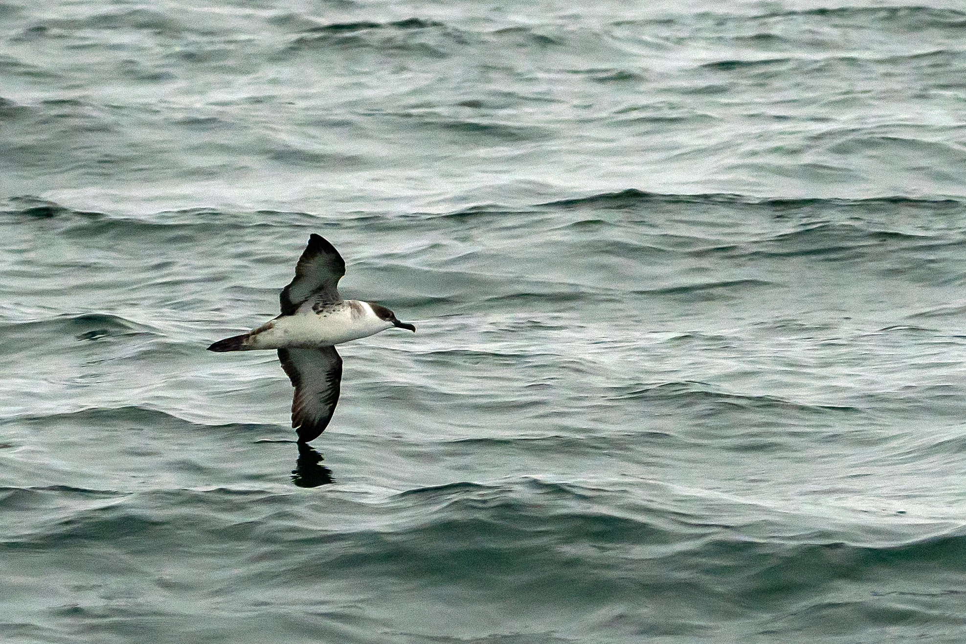Great Shearwater, Cornwall, UK — photo by Jim Bennett