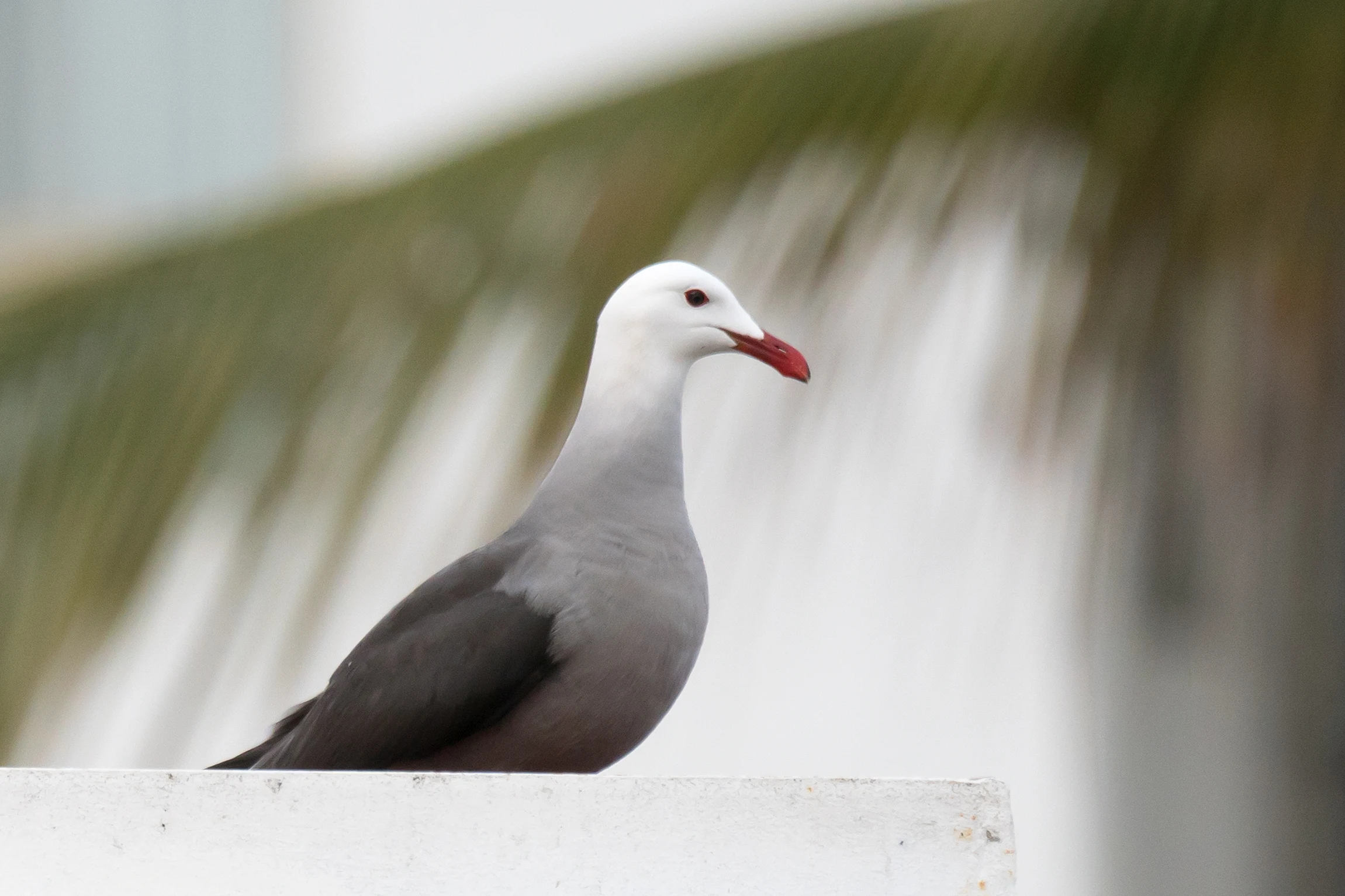 Heermann's Gull, Puerto Vallarta, Jalisco, Mexico — photo by Jim Bennett