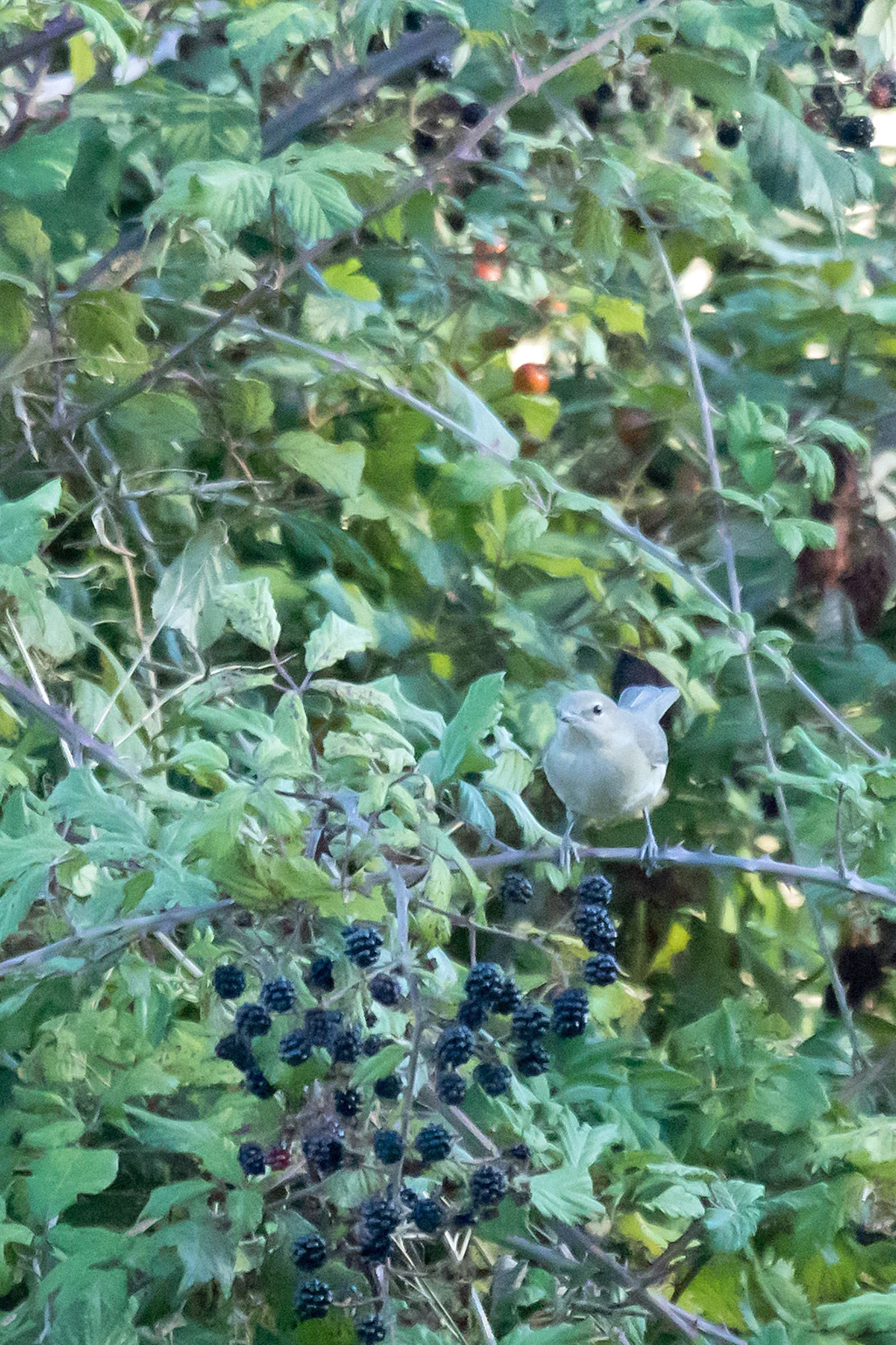 Garden Warbler, Huerta Grande, Spain — photo by Jim Bennett