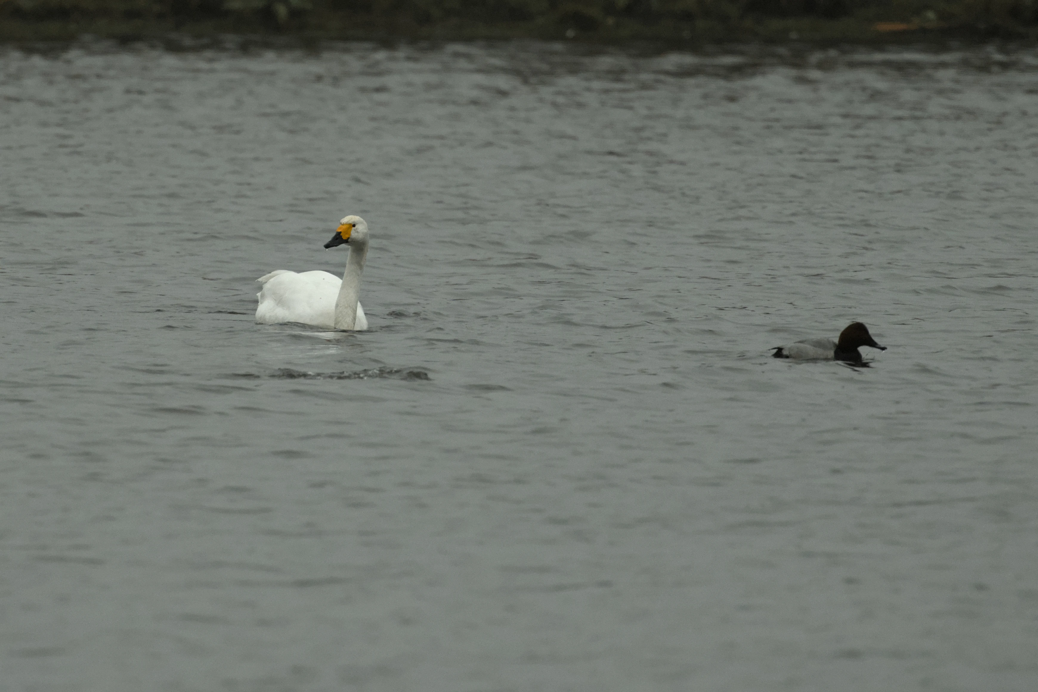Bewick Swan & Pochard, Oostvaardesplassen, Netherlands — photo by Jim Bennett