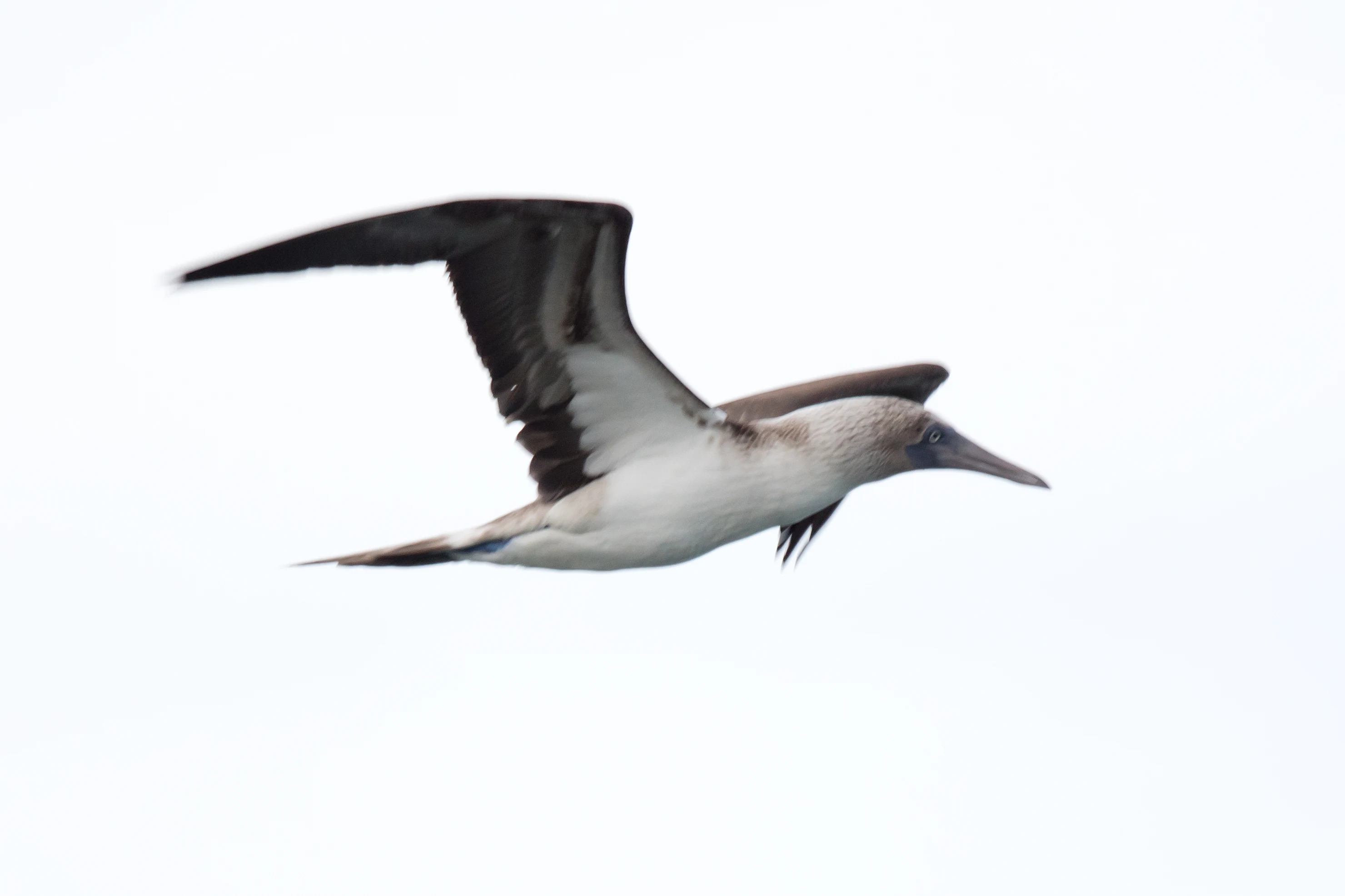 Blue-footed Booby, Puerto Vallarta, Jalisco, Mexico — photo by Jim Bennett