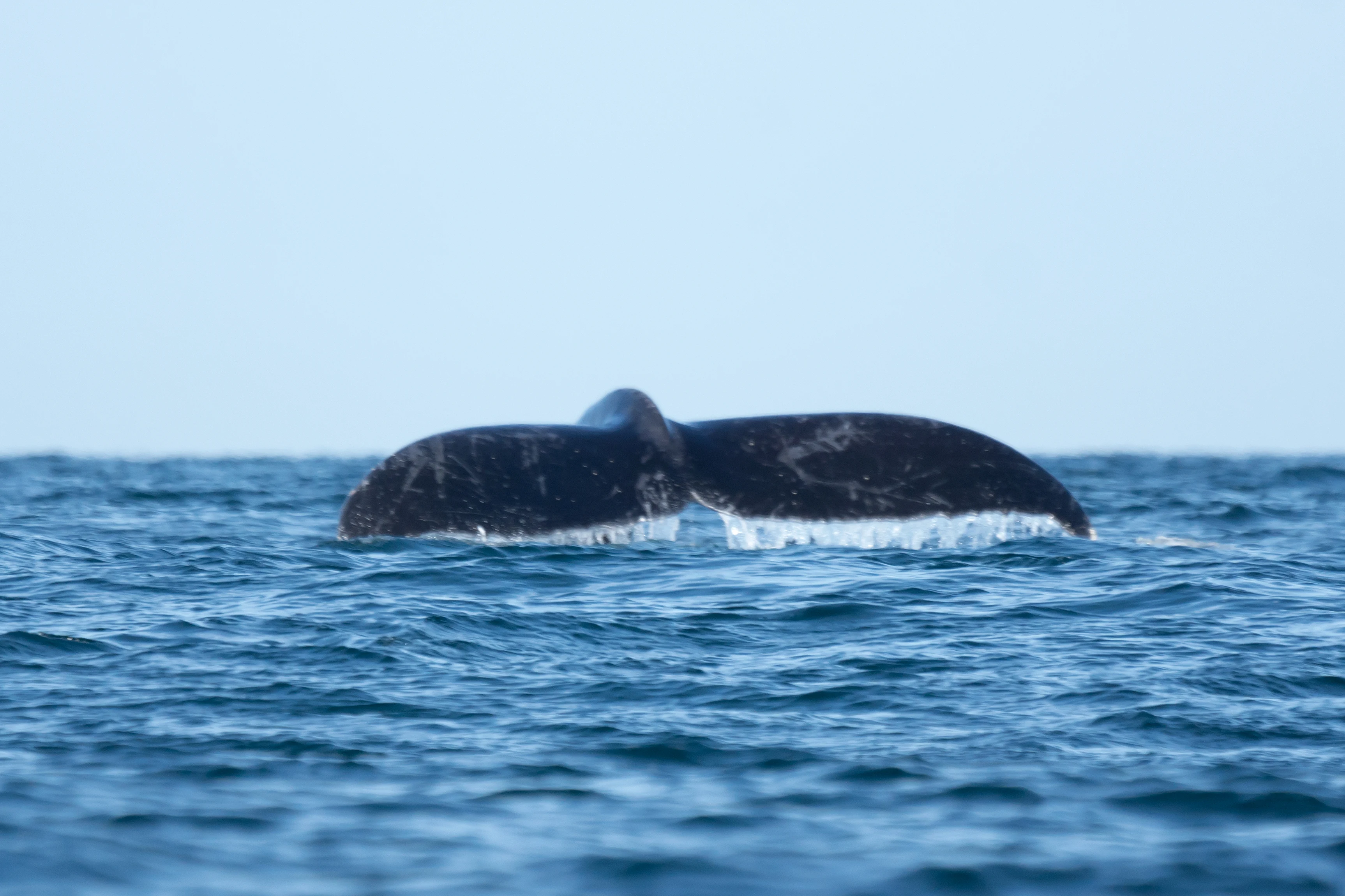 Humpback Whale, Puerto Vallarta, Jalisco, Mexico — photo by Jim Bennett