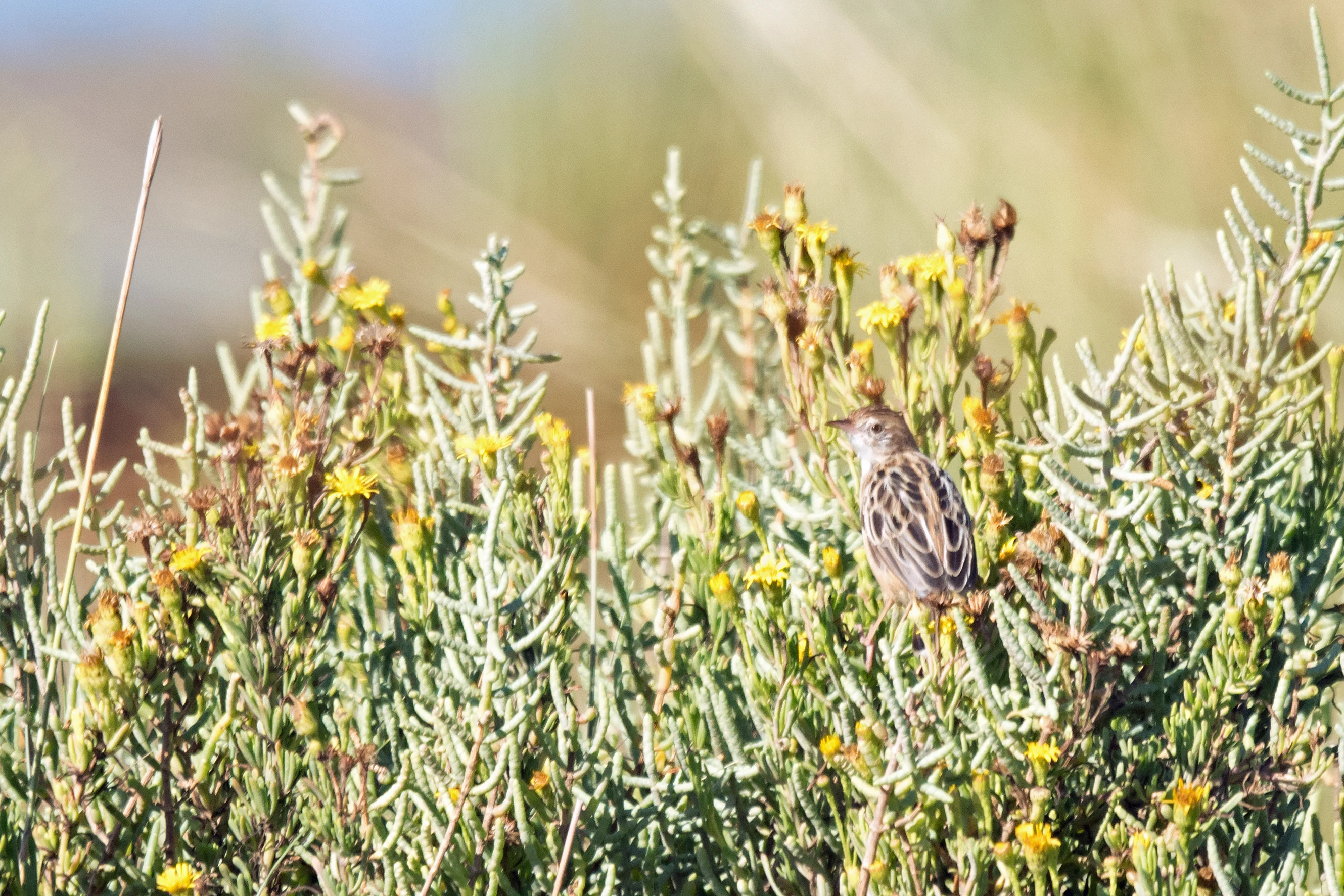Zitting Cisticola, Playa de Los Lances, Spain — photo by Jim Bennett