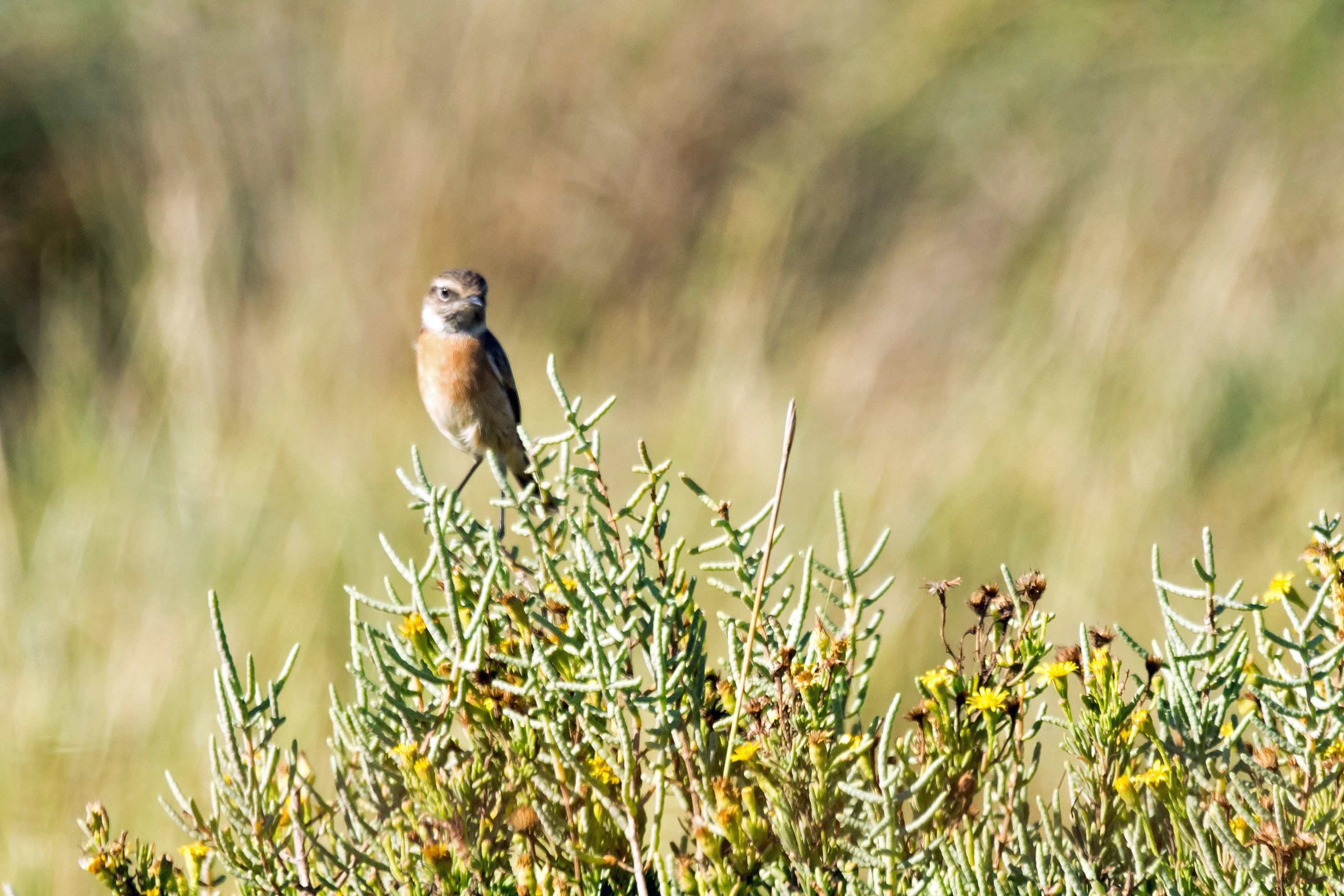 Stonechat, Playa de Los Lances, Spain — photo by Jim Bennett