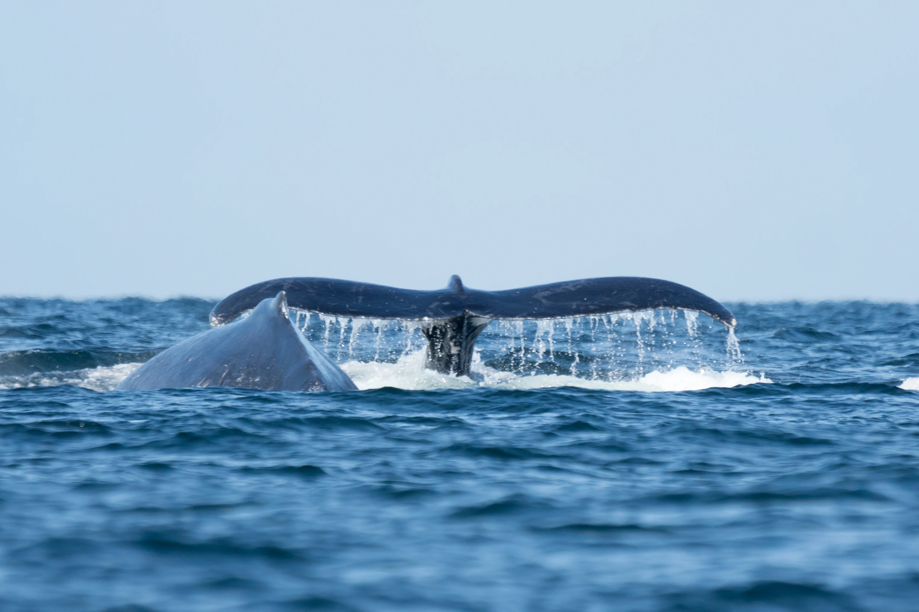 Humpback Whales, Puerto Vallarta, Jalisco, Mexico — photo by Jim Bennett