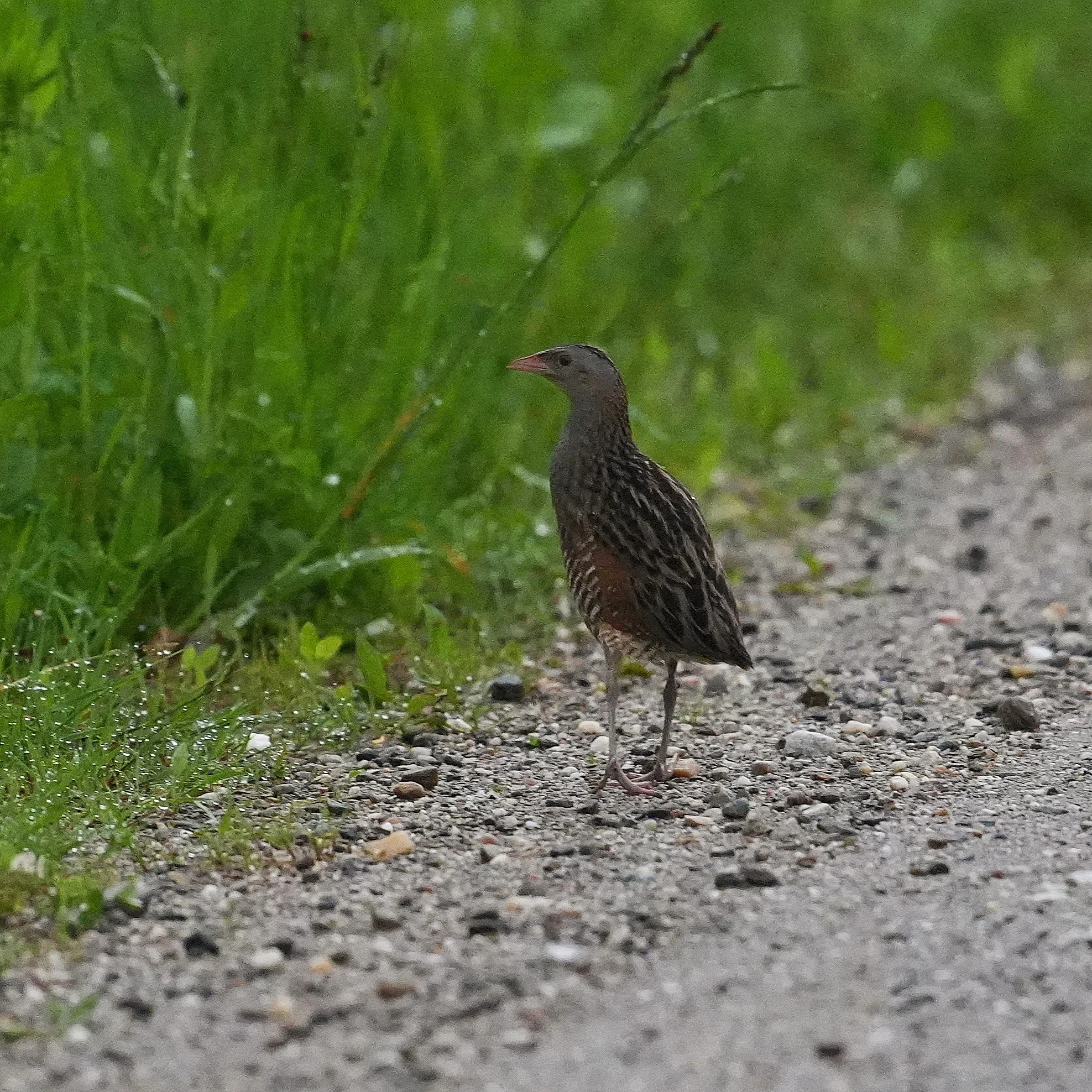 Corncrake, Strambei Valley, Transylvania, Romania — photo by Jim Bennett