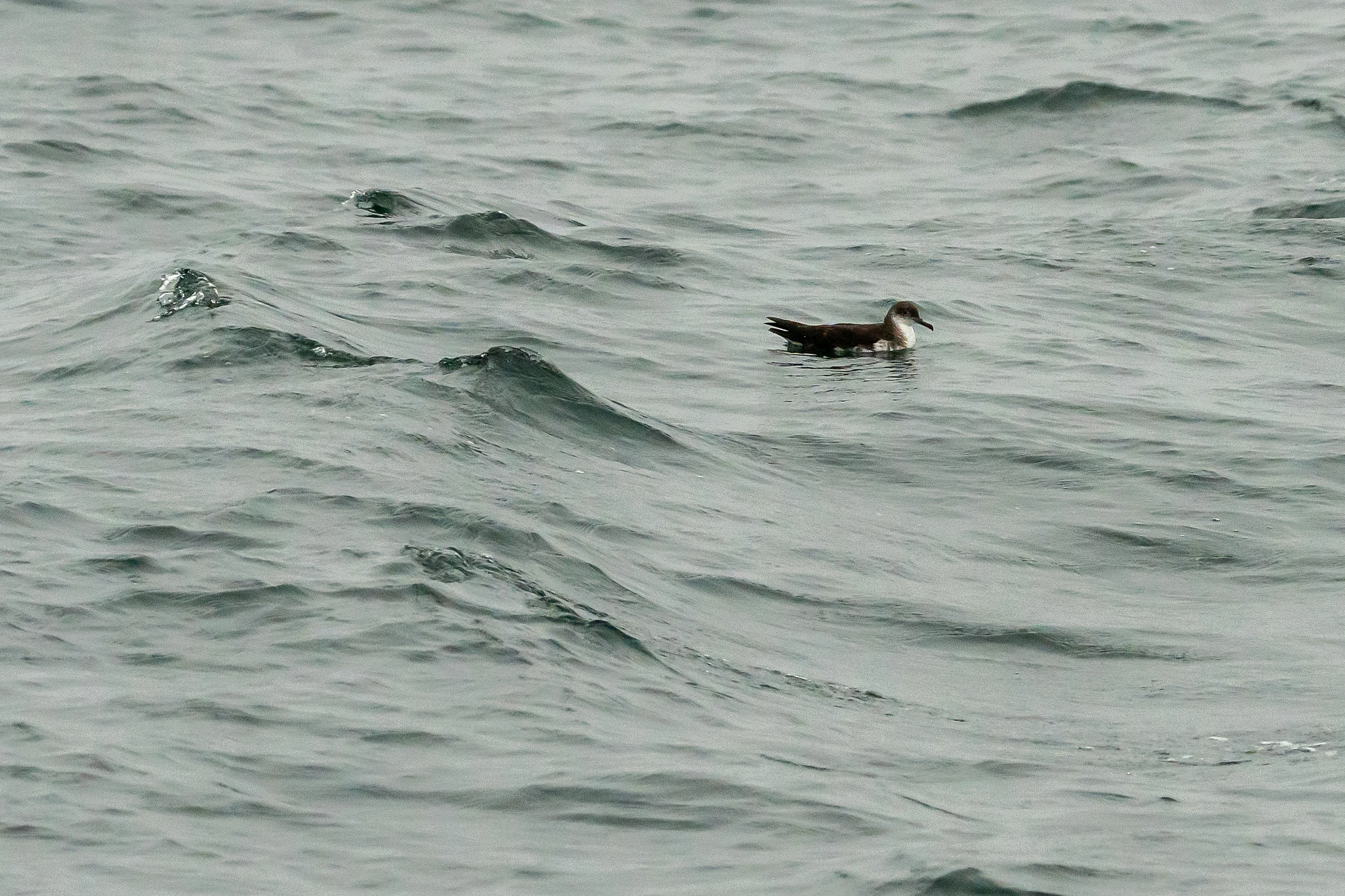 Great Shearwater, Cornwall, UK — photo by Jim Bennett