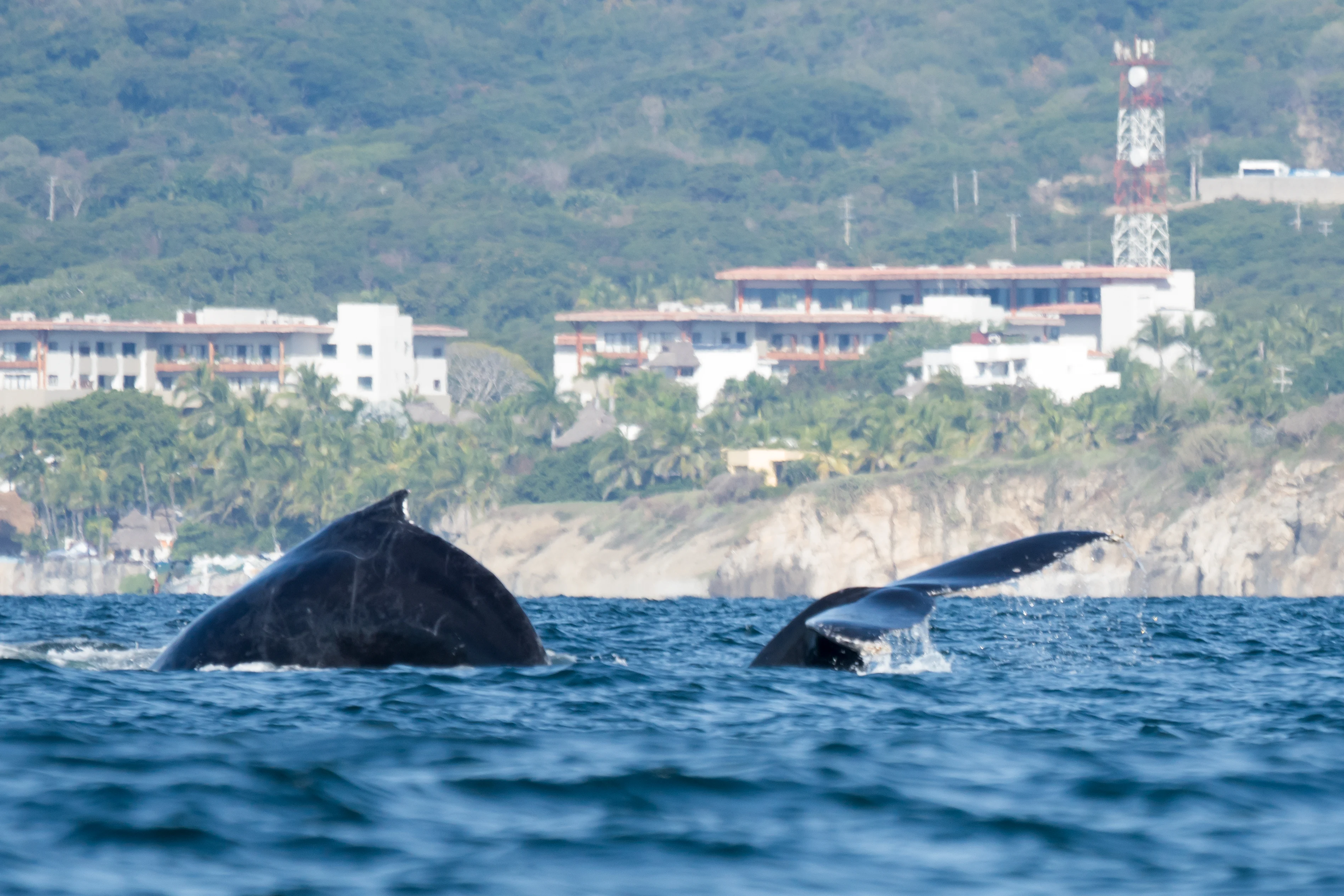 Humpback Whales, Puerto Vallarta, Jalisco, Mexico — photo by Jim Bennett