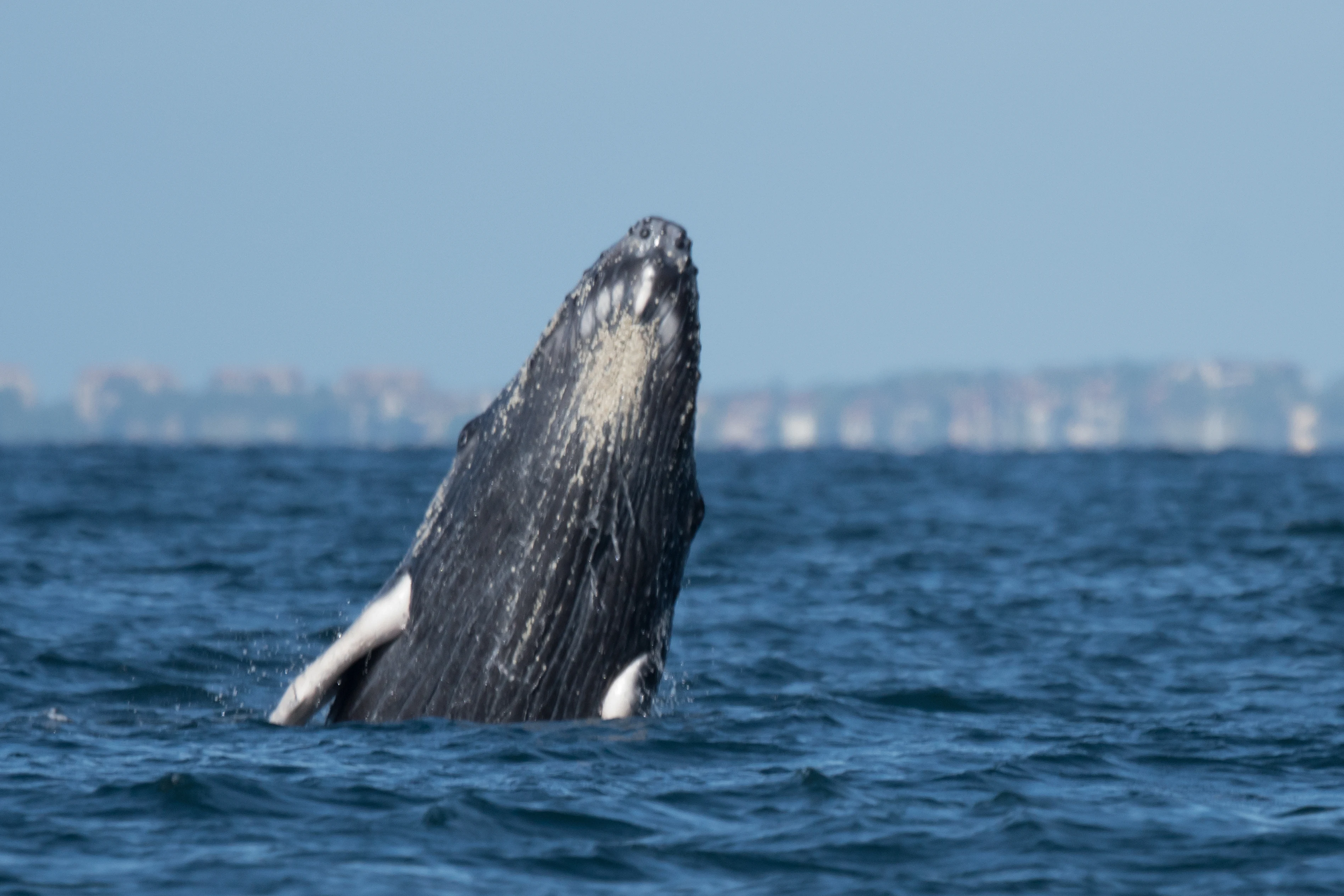 Humpback Whale, Puerto Vallarta, Jalisco, Mexico — photo by Jim Bennett