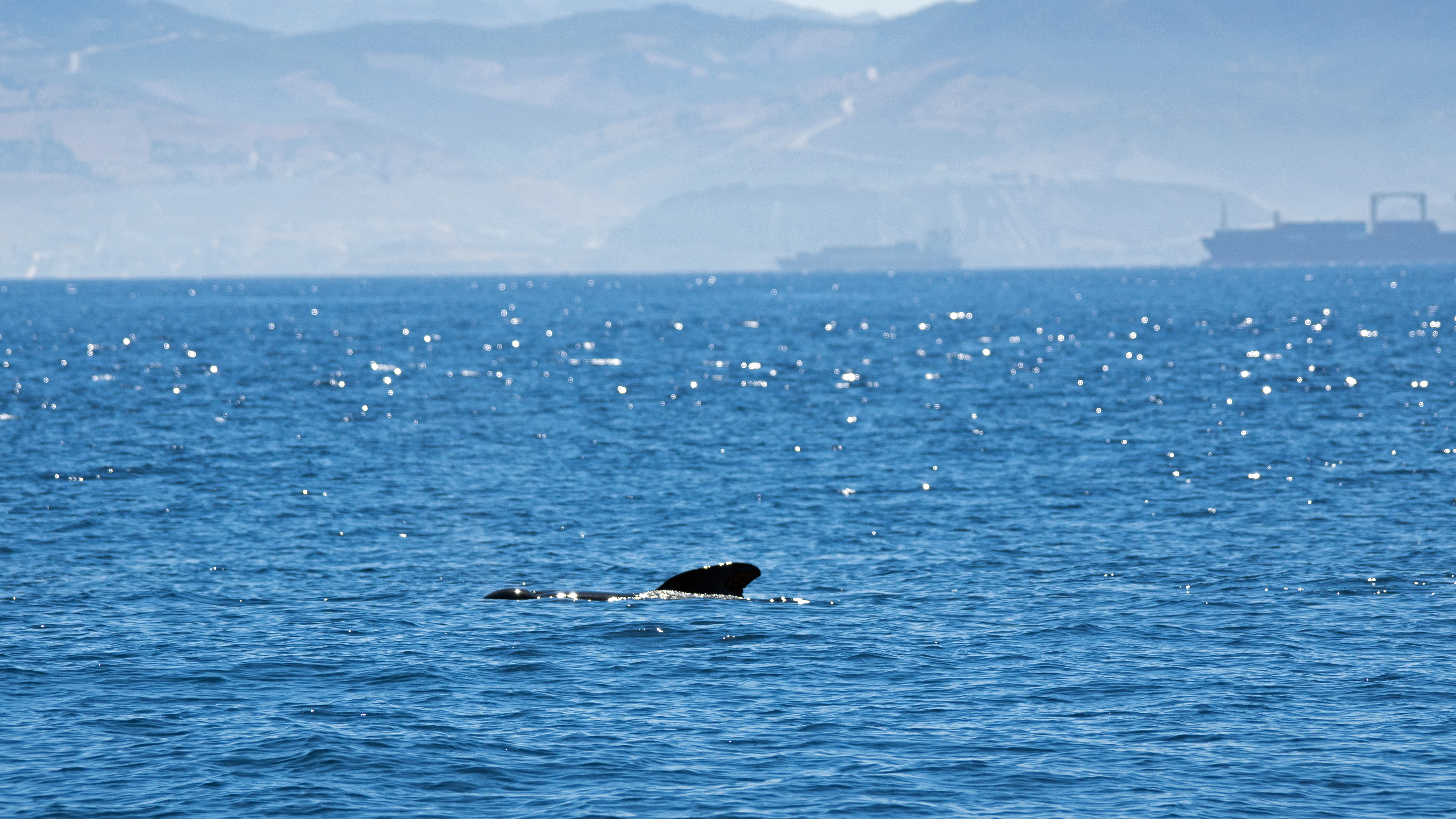 Long-finned Pilot Whale, Straits of Gibraltar, Spain — photo by Jim Bennett