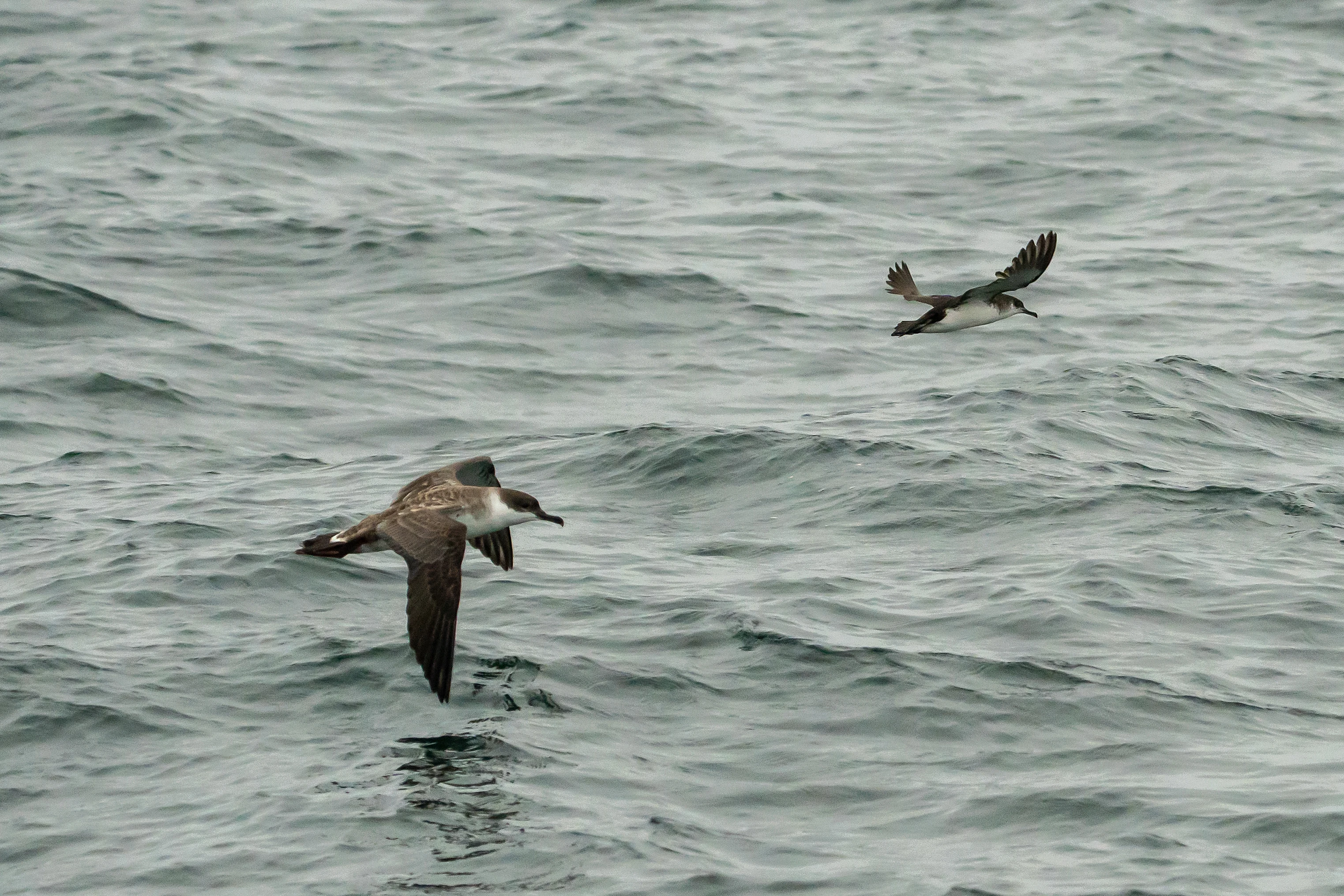 Great Shearwater & Manx Shearwater, Cornwall, UK — photo by Jim Bennett