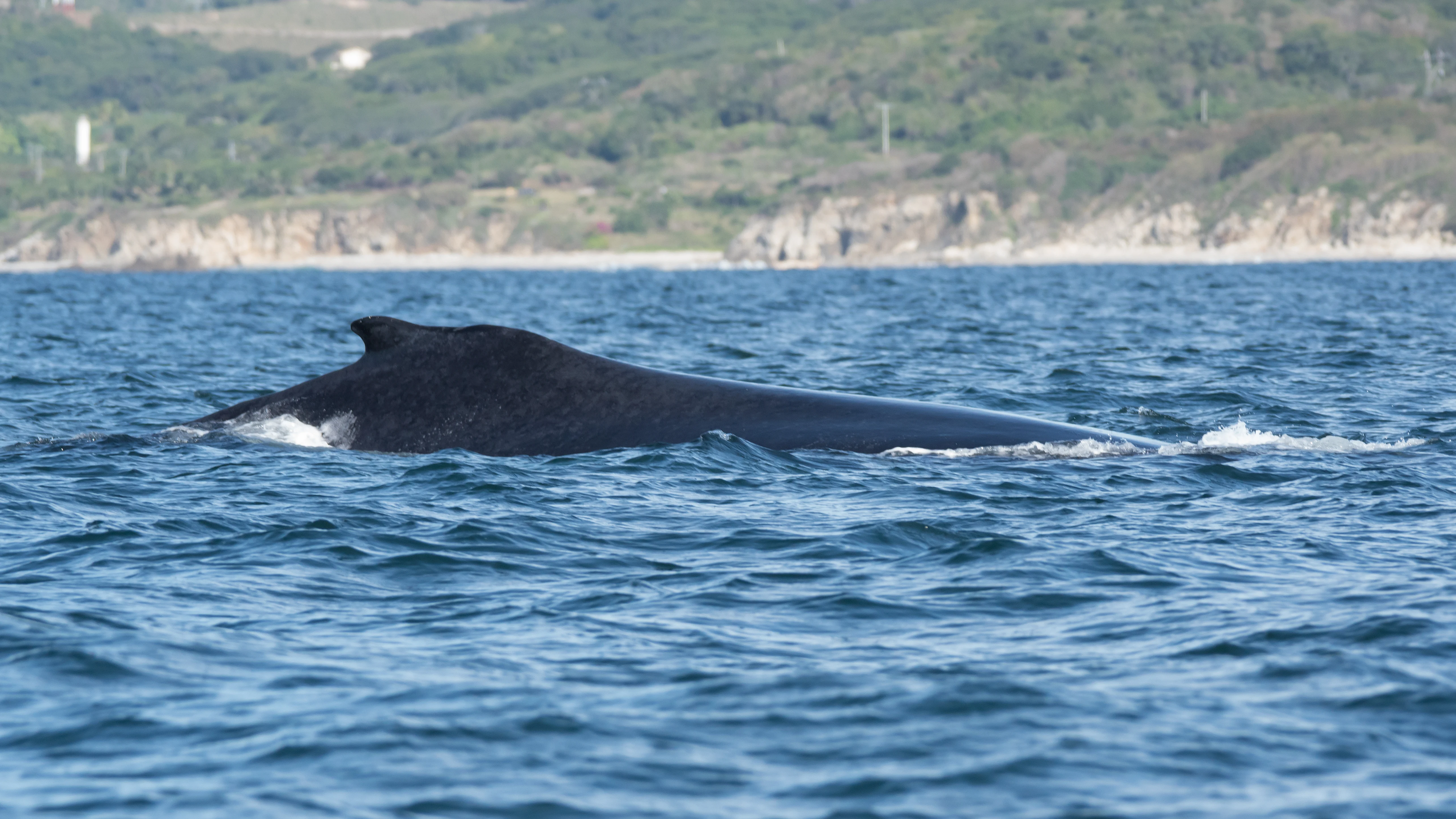 Humpback Whale, Puerto Vallarta, Jalisco, Mexico — photo by Jim Bennett