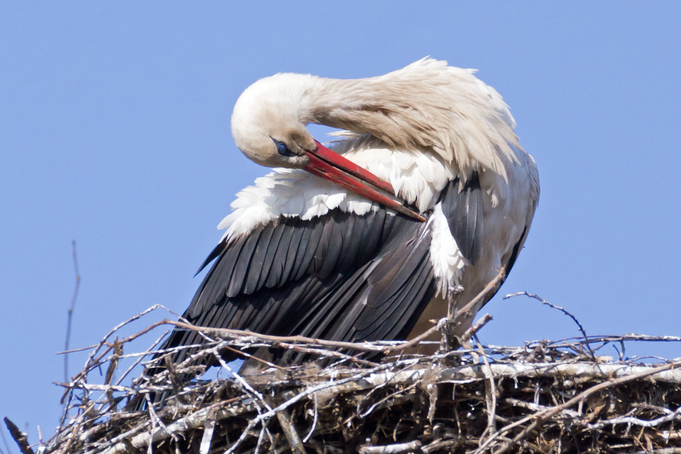 White Stork, Romania — photo by Jim Bennett