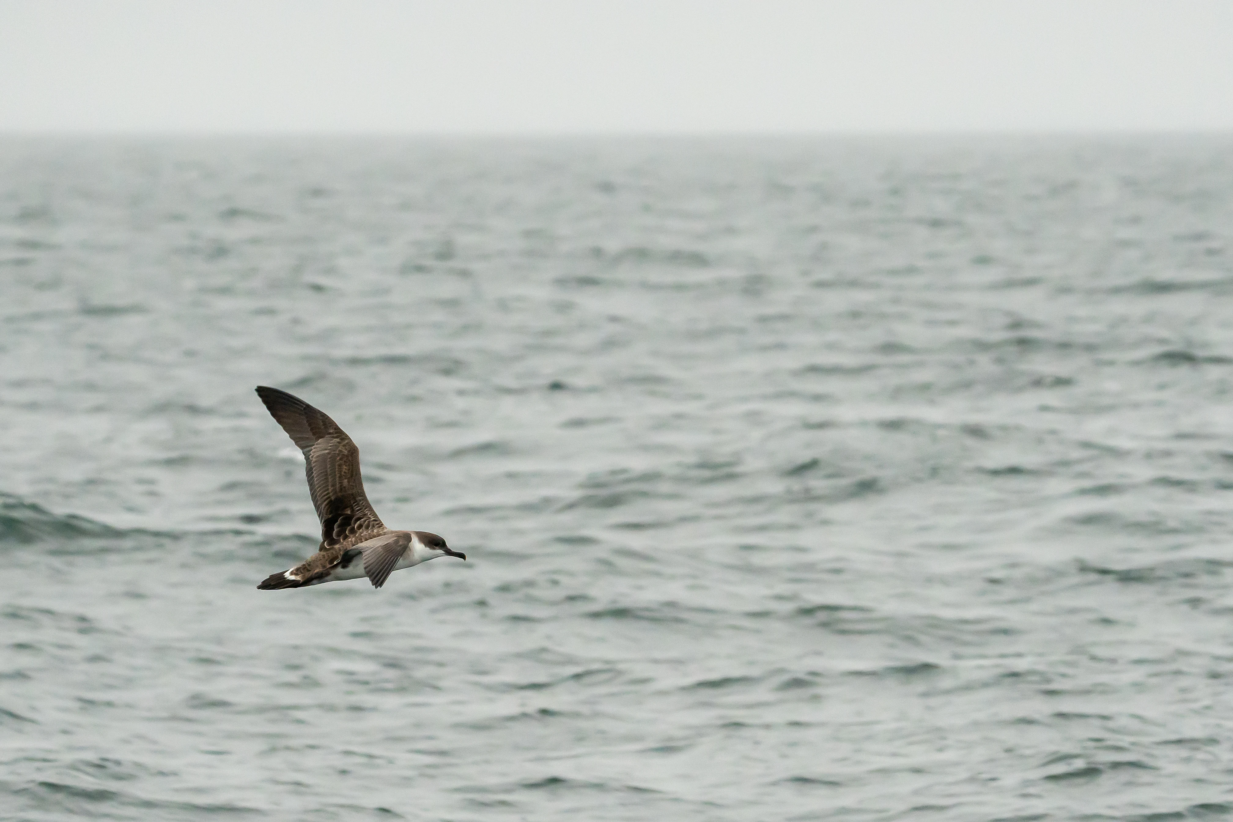 Great Shearwater, Cornwall, UK — photo by Jim Bennett
