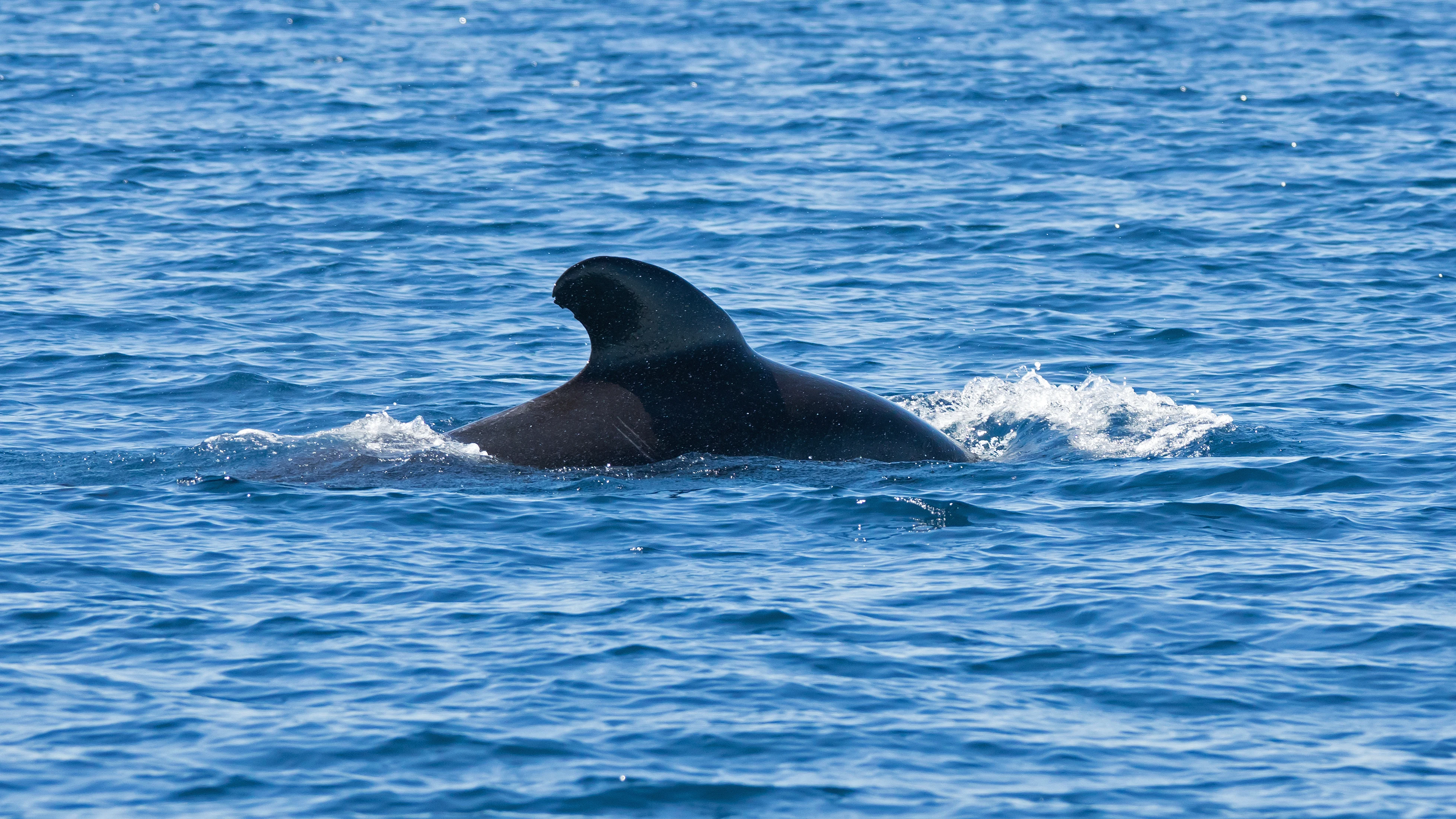 Long-finned Pilot Whale, Straits of Gibraltar, Spain — photo by Jim Bennett