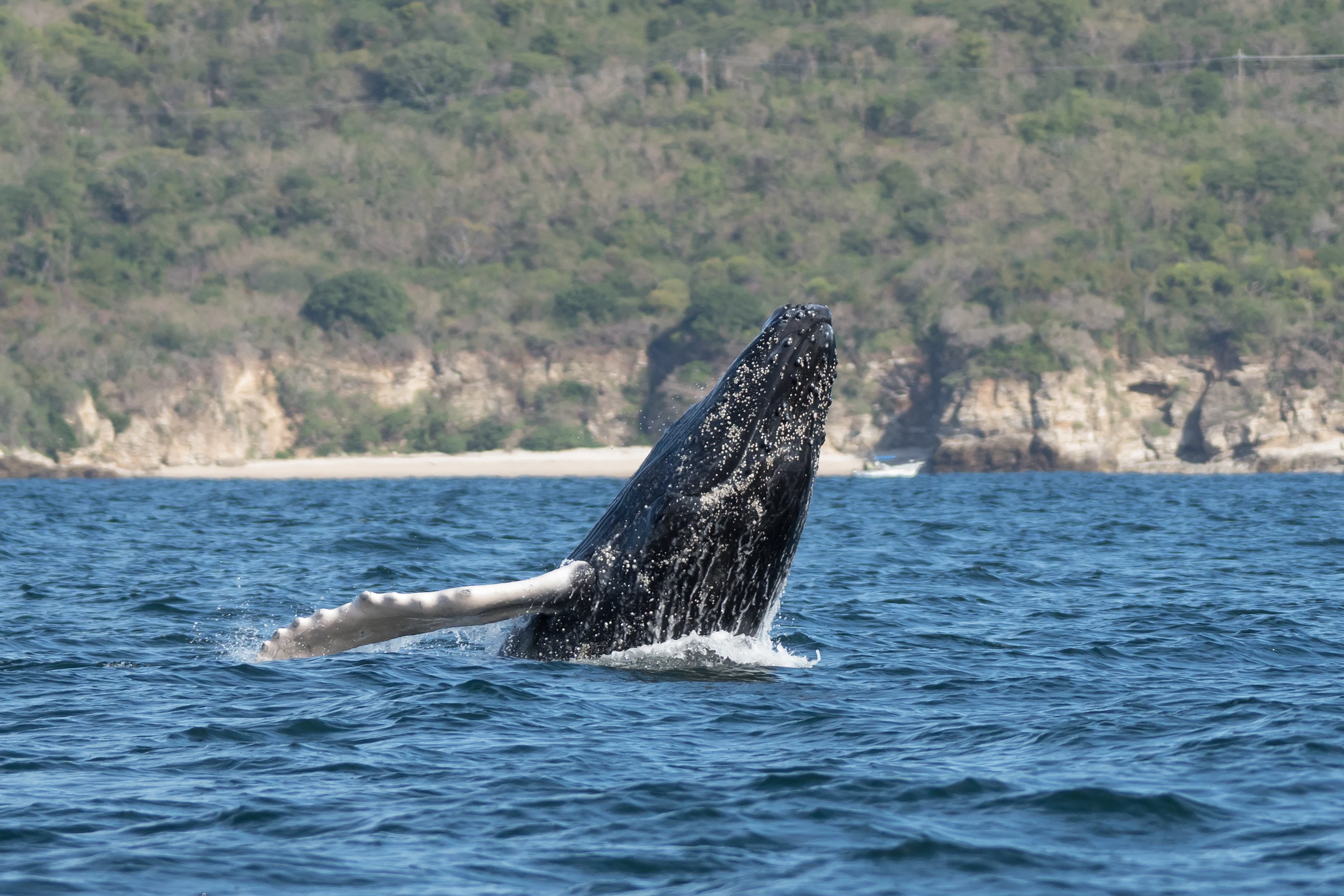 Humpback Whale, Puerto Vallarta, Jalisco, Mexico — photo by Jim Bennett