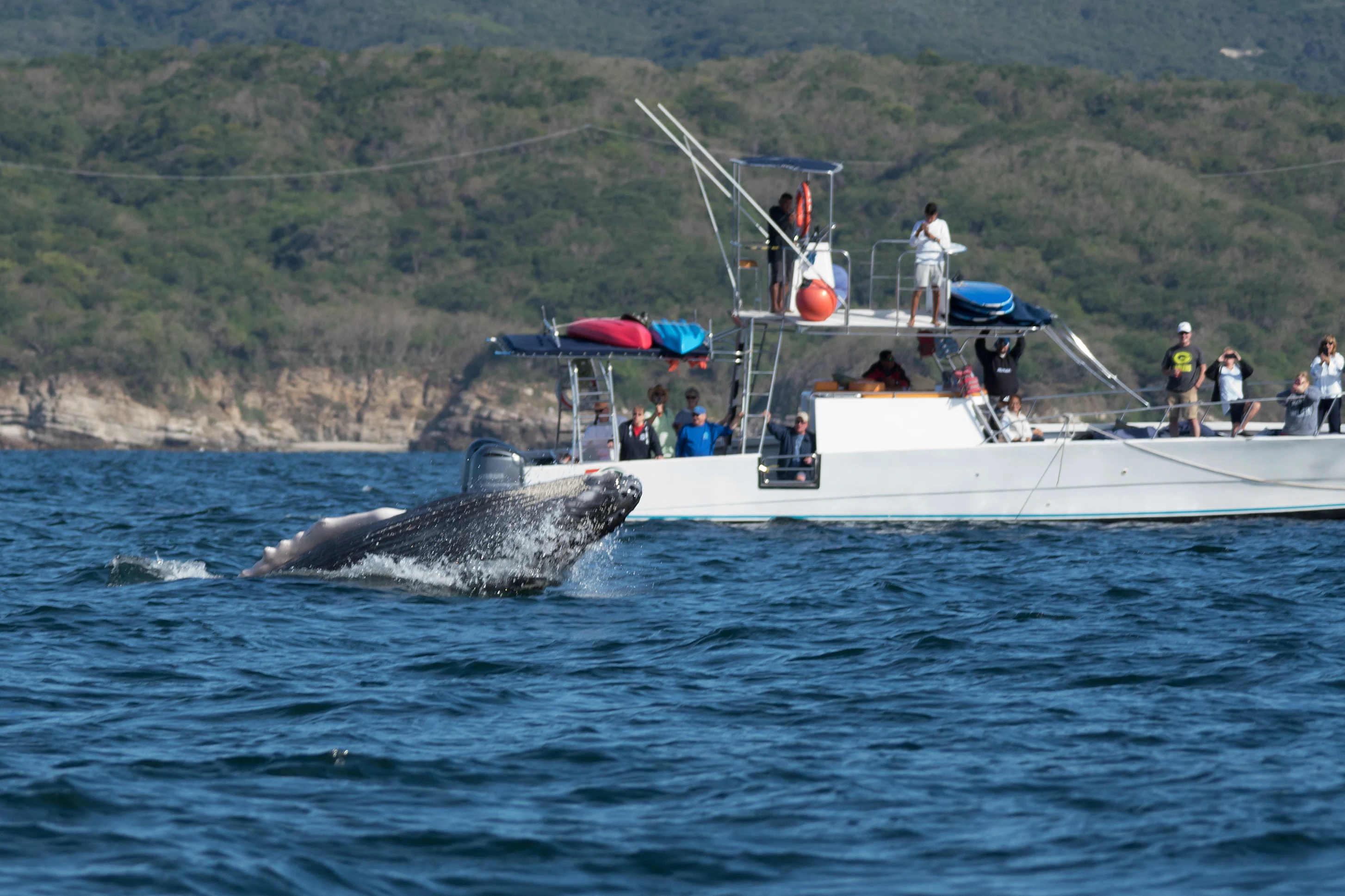 Humpback Whale, Puerto Vallarta, Jalisco, Mexico — photo by Jim Bennett