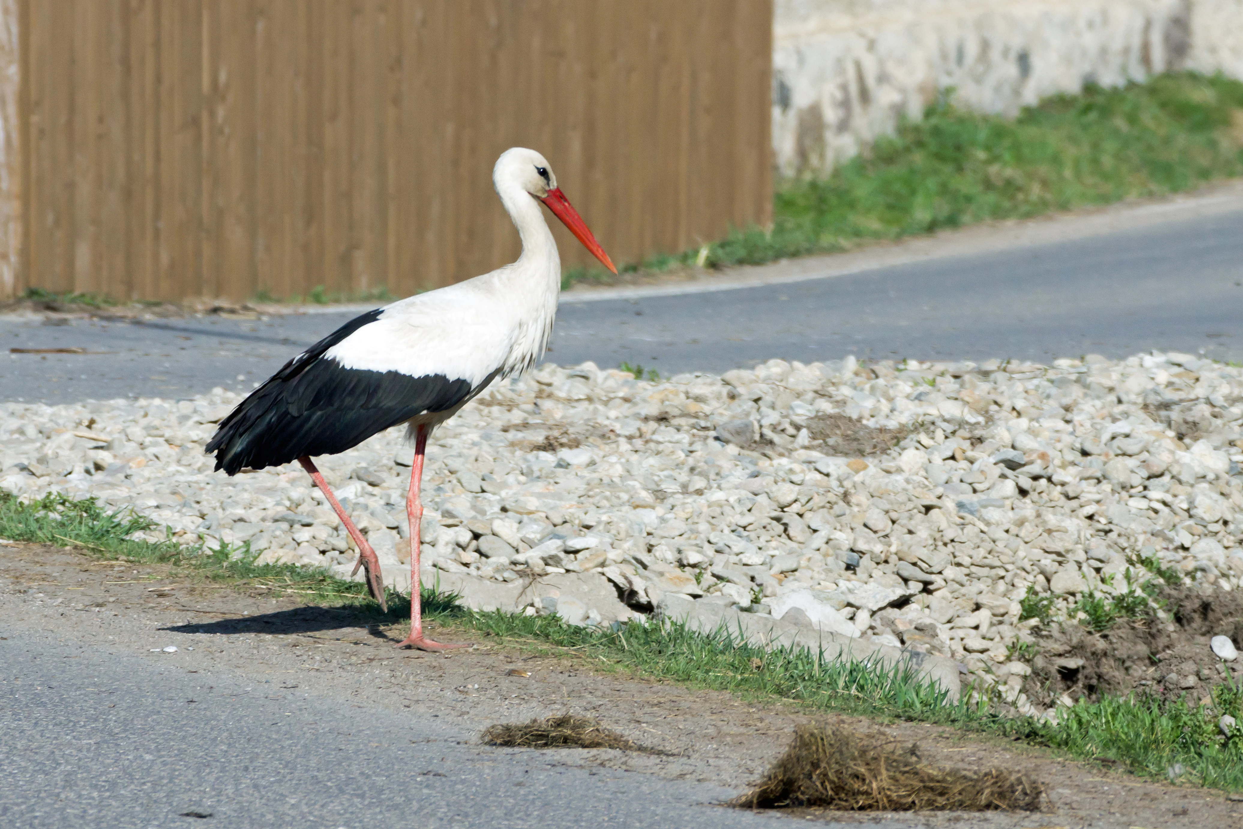 White Stork, Romania — photo by Jim Bennett