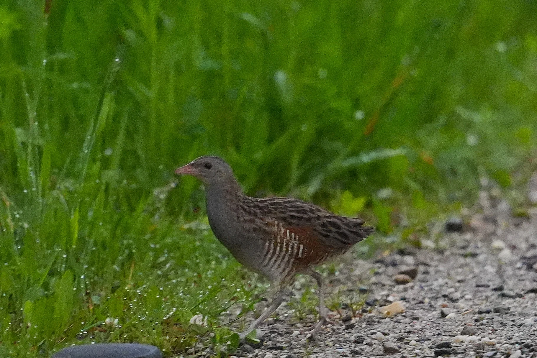 Corncrake, Strambei Valley, Transylvania, Romania — photo by Jim Bennett