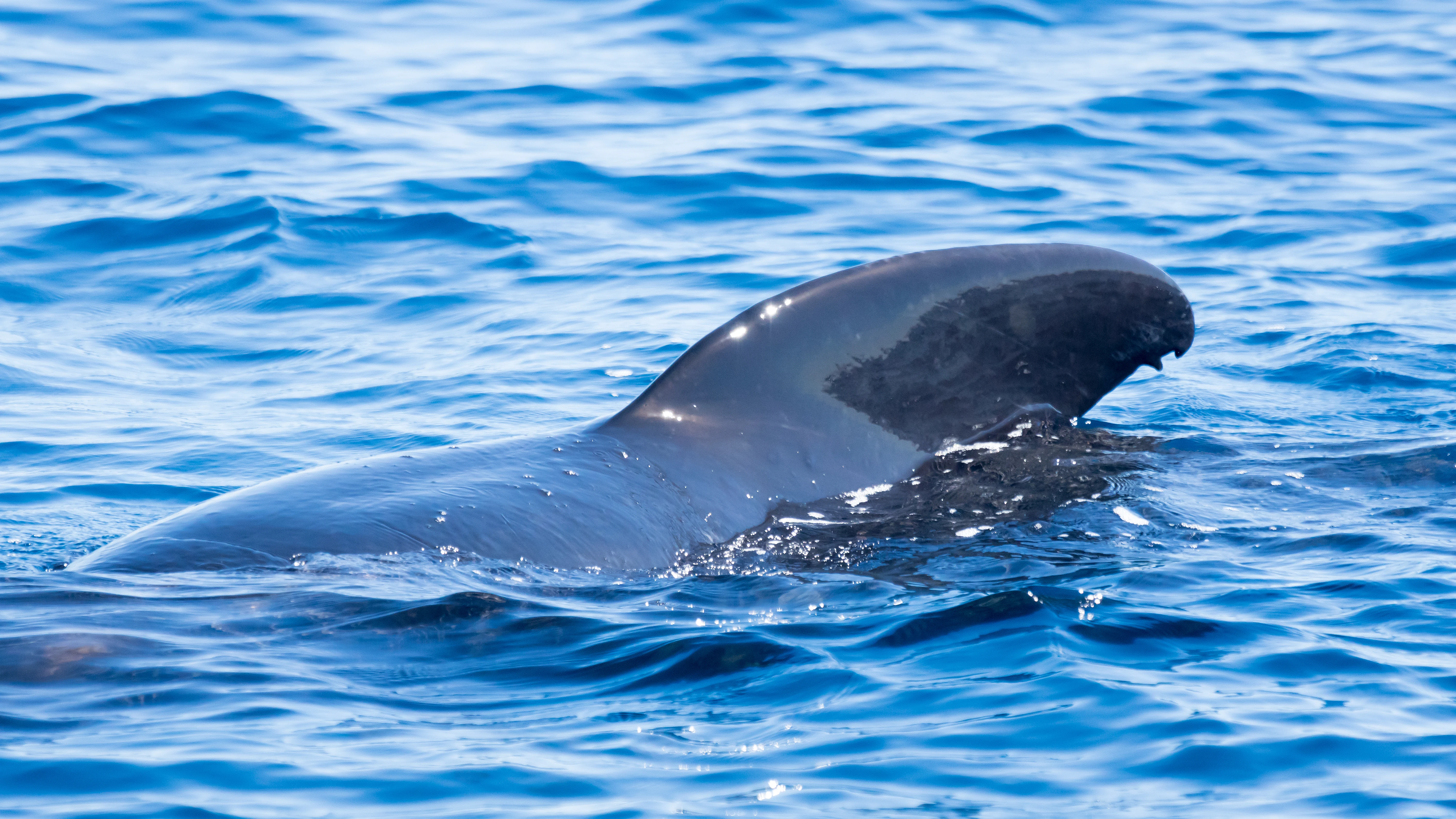 Long-finned Pilot Whale, Straits of Gibraltar, Spain — photo by Jim Bennett