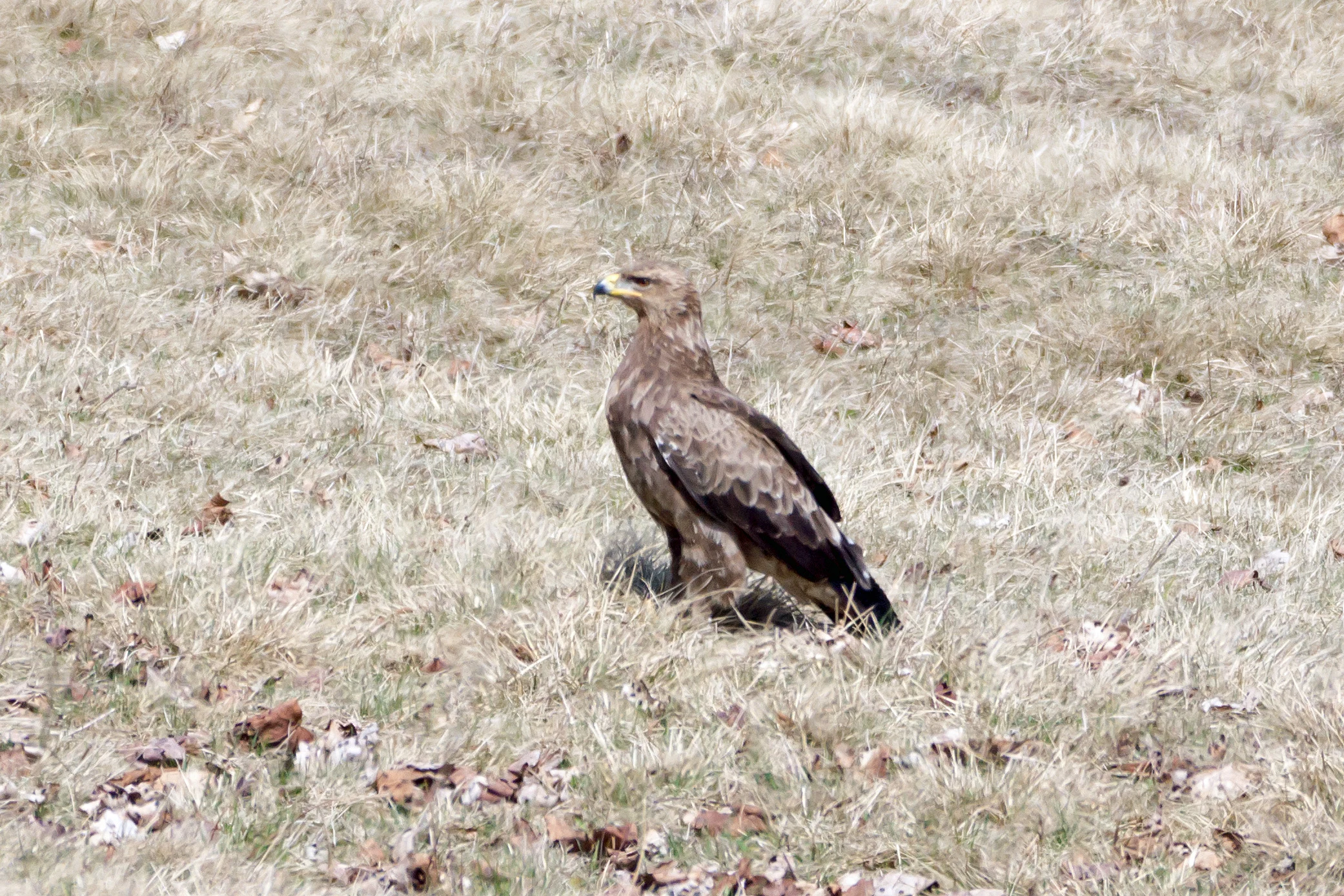Lesser-spotted Eagle, Romania — photo by Jim Bennett
