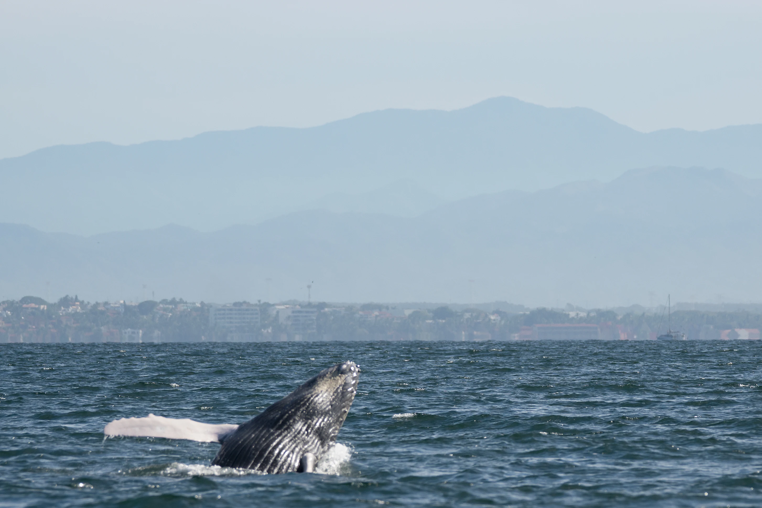 Humpback Whale, Puerto Vallarta, Jalisco, Mexico — photo by Jim Bennett