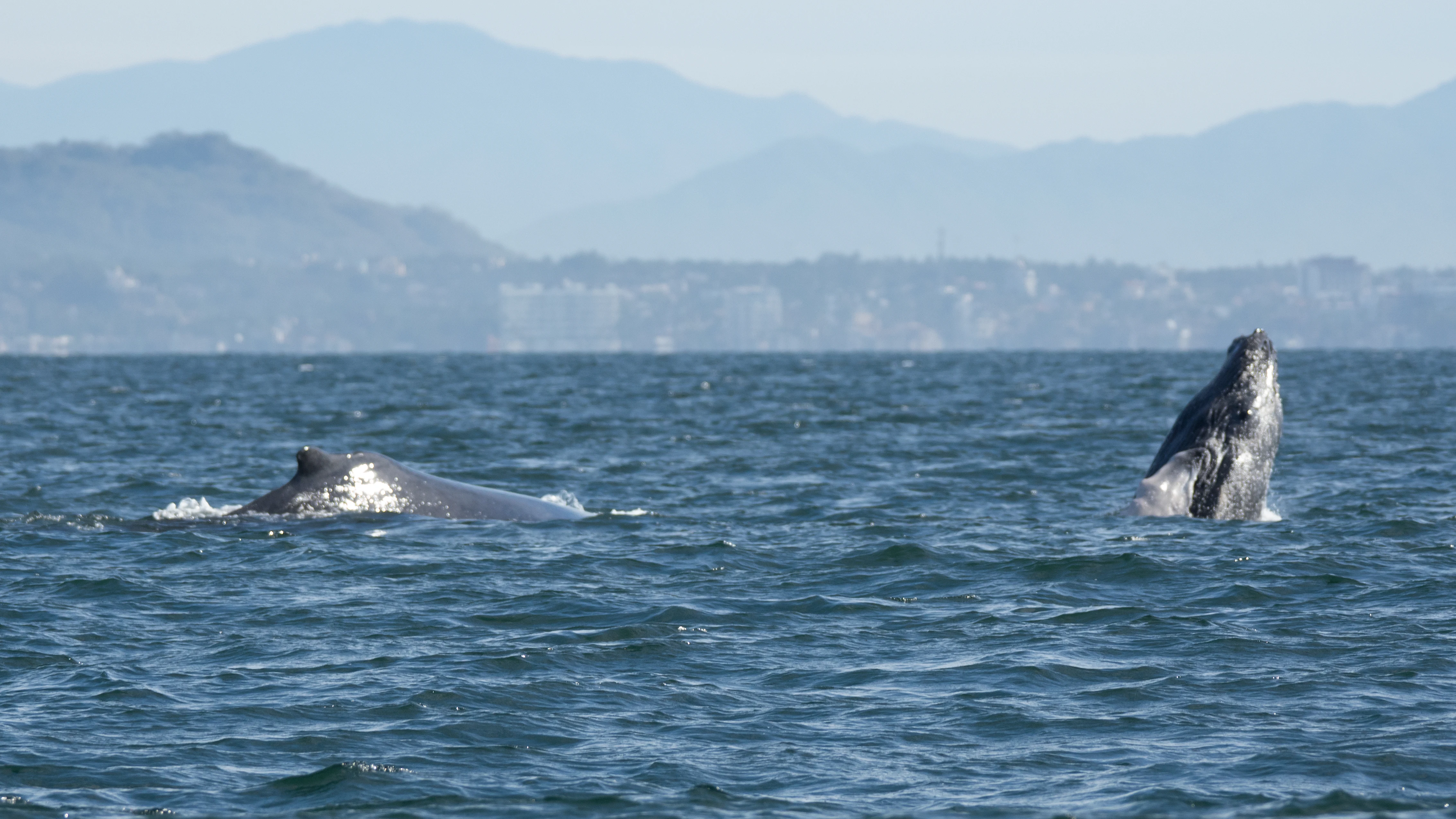 Humpback Whale, Puerto Vallarta, Jalisco, Mexico — photo by Jim Bennett