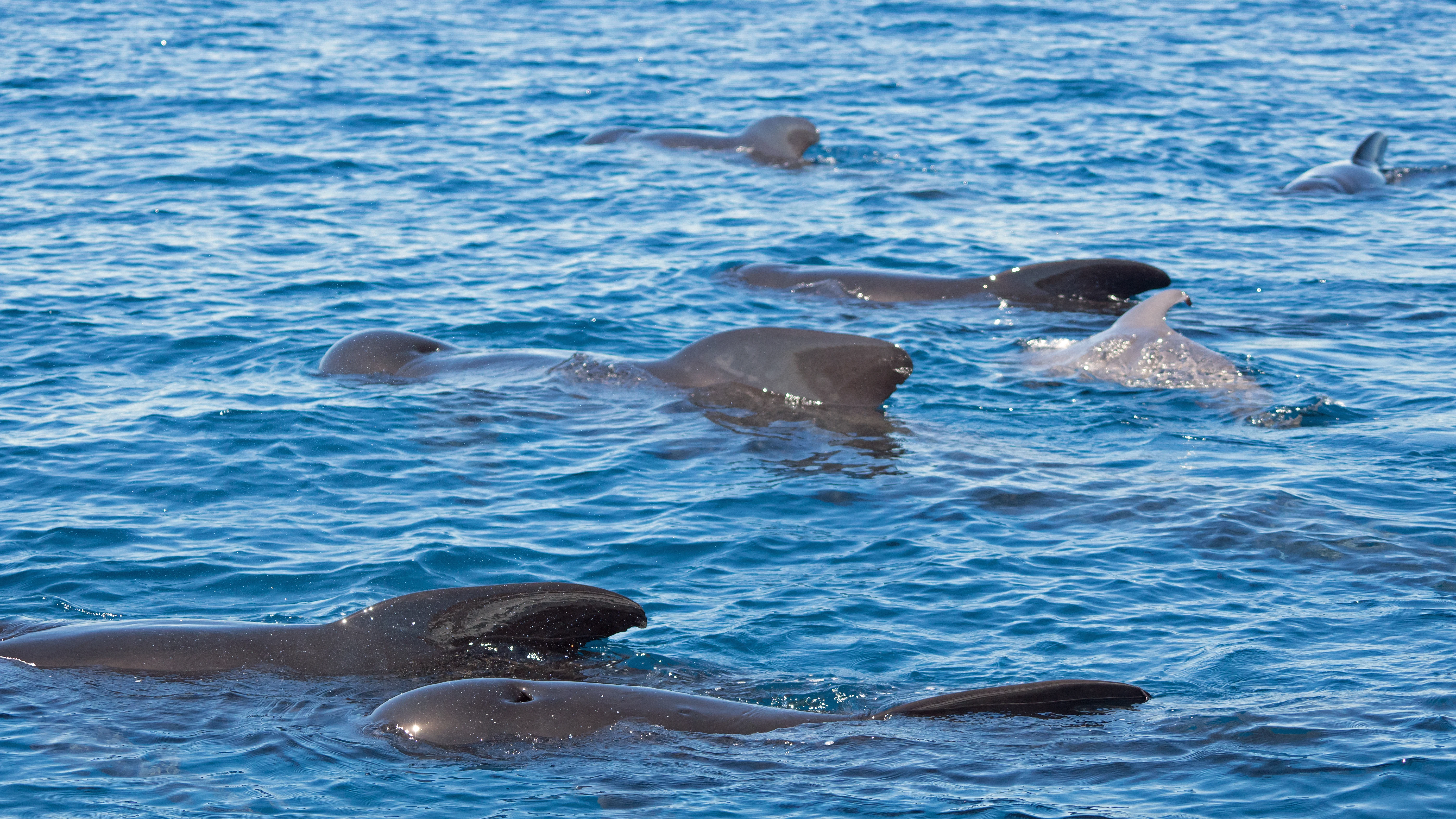 Long-finned Pilot Whales, Straits of Gibraltar, Spain — photo by Jim Bennett