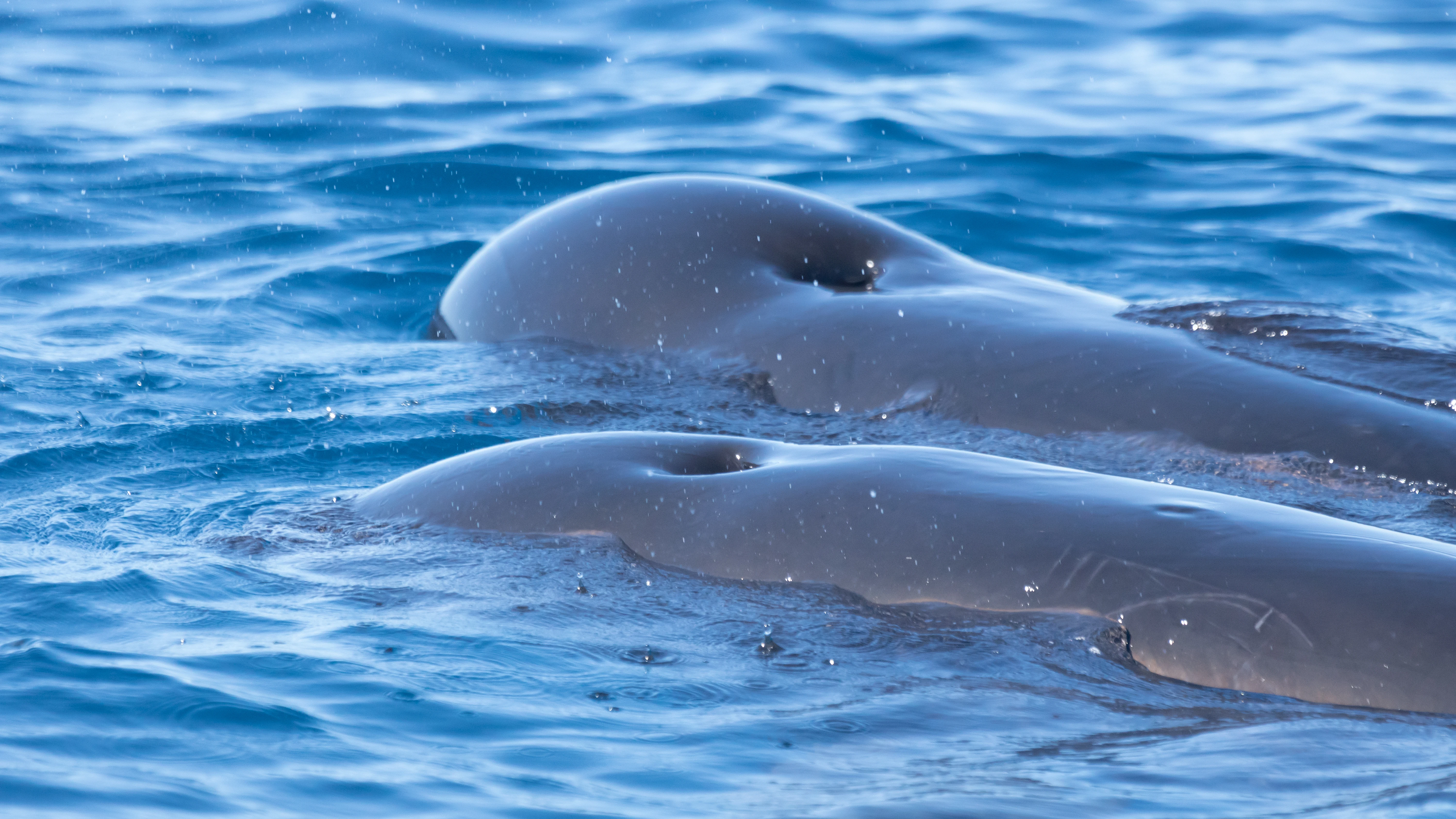 Long-finned Pilot Whales, Straits of Gibraltar, Spain — photo by Jim Bennett