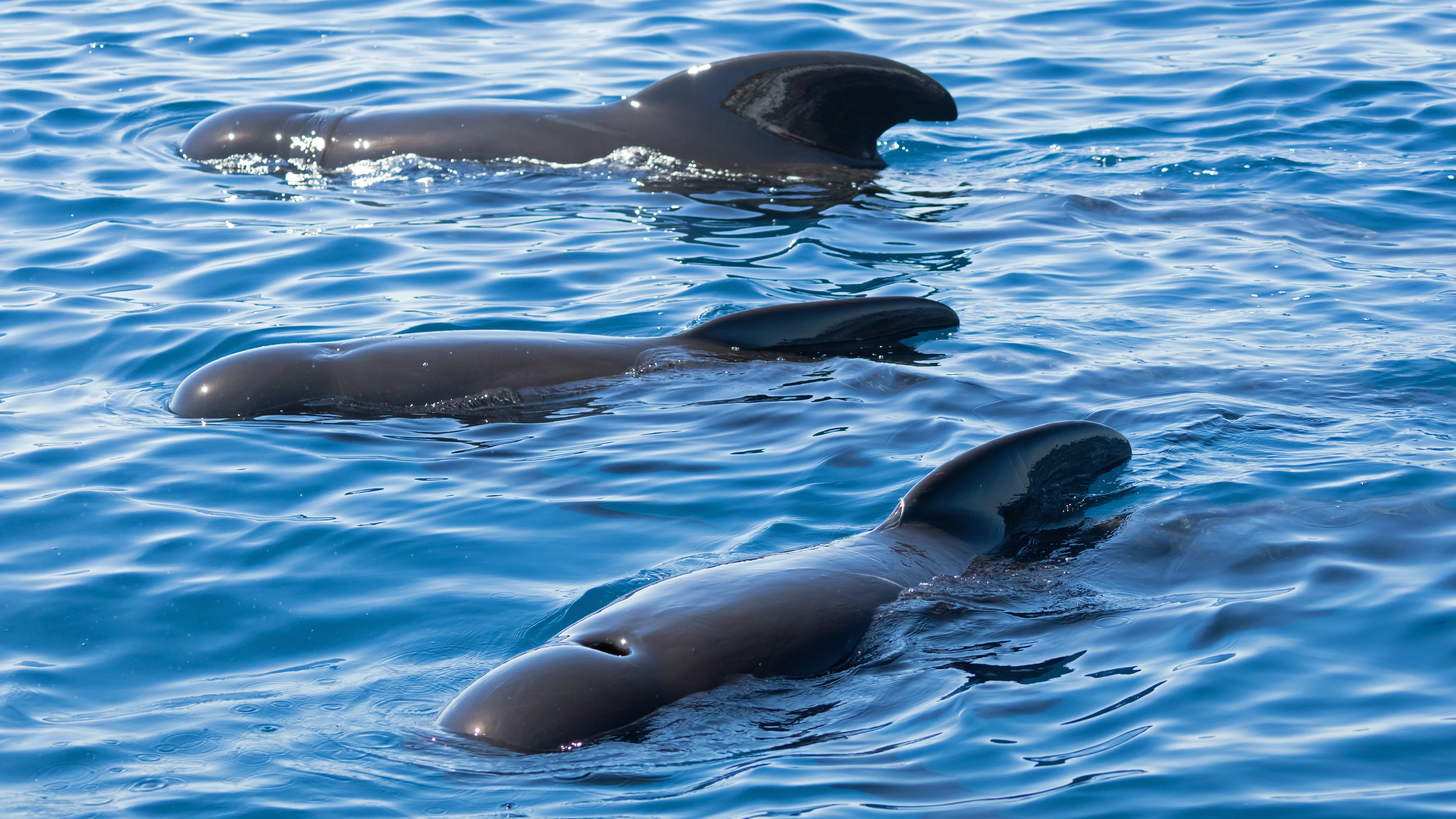 Long-finned Pilot Whales, Straits of Gibraltar, Spain — photo by Jim Bennett