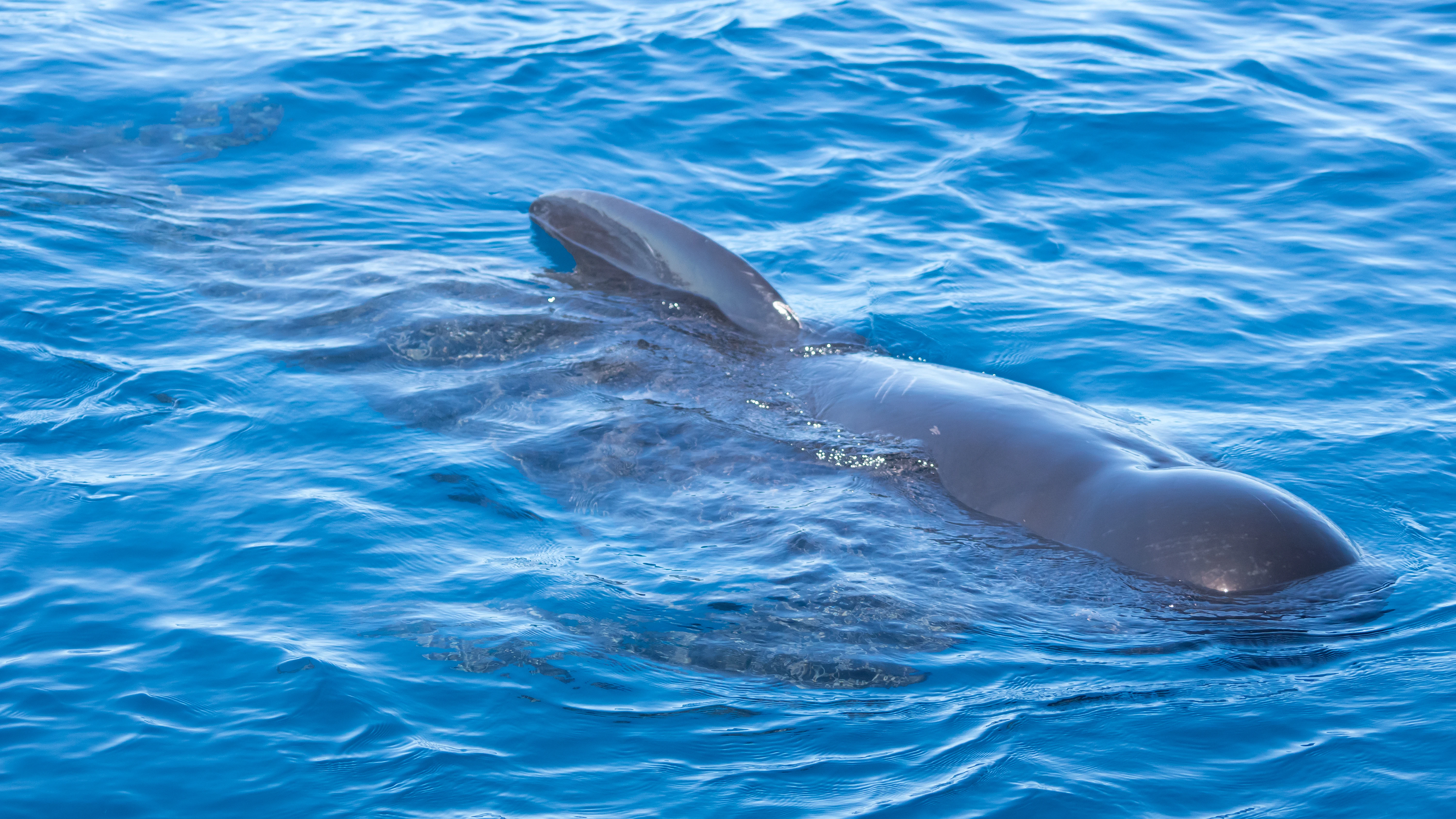 Long-finned Pilot Whale, Straits of Gibraltar, Spain — photo by Jim Bennett