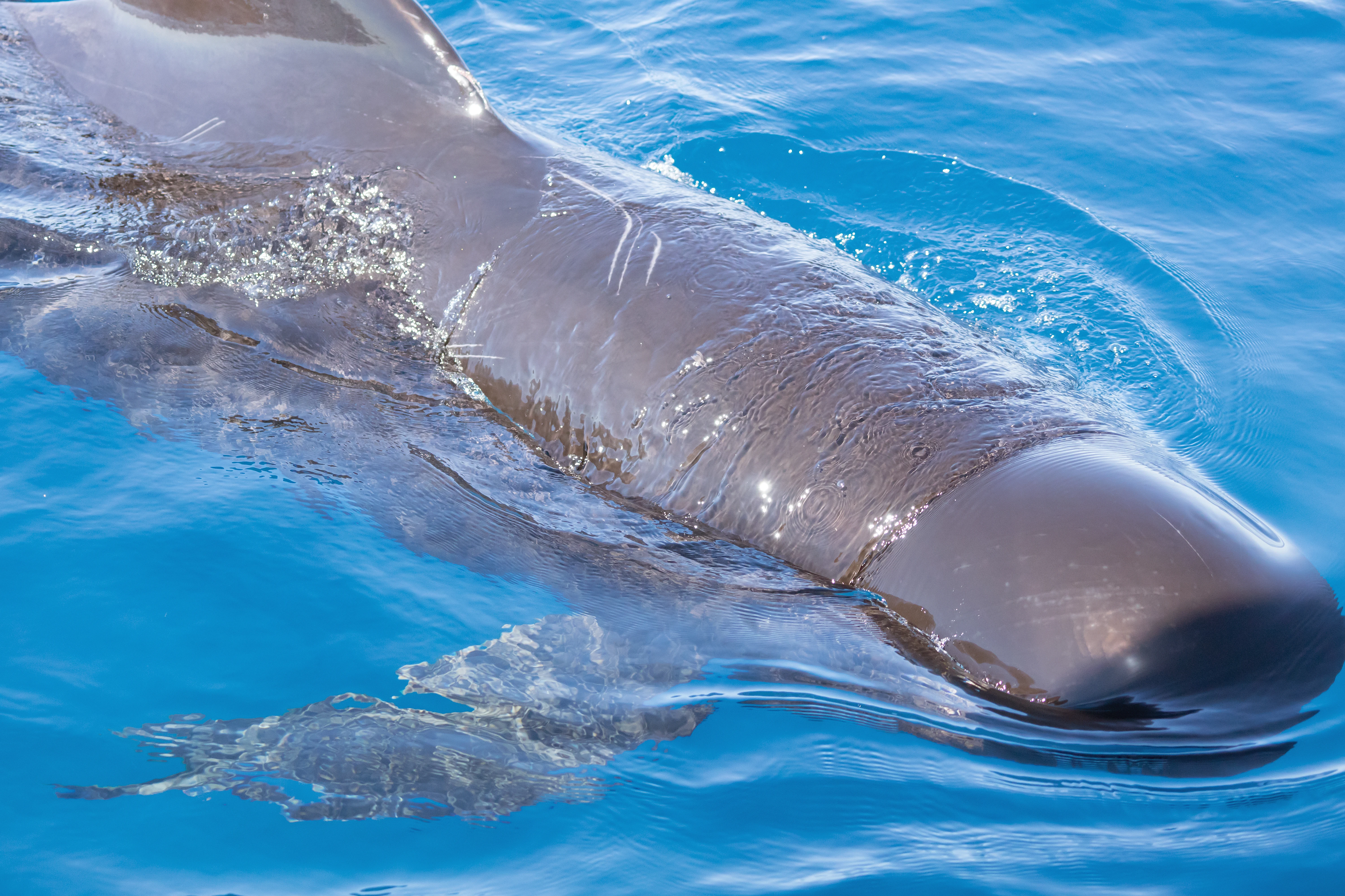 Long-finned Pilot Whale, Straits of Gibraltar, Spain — photo by Jim Bennett