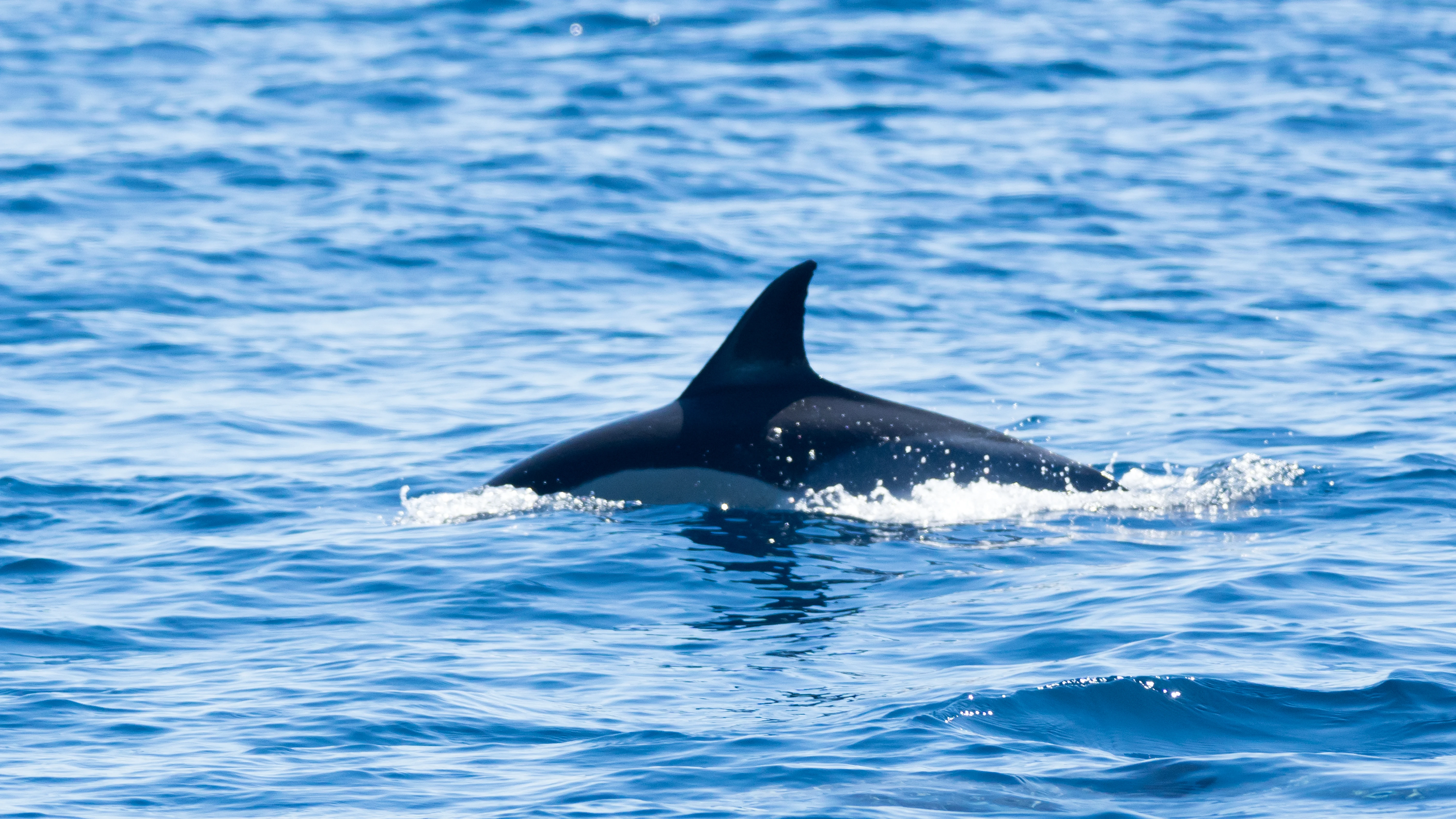 Striped Dolphin, Straits of Gibraltar, Spain — photo by Jim Bennett