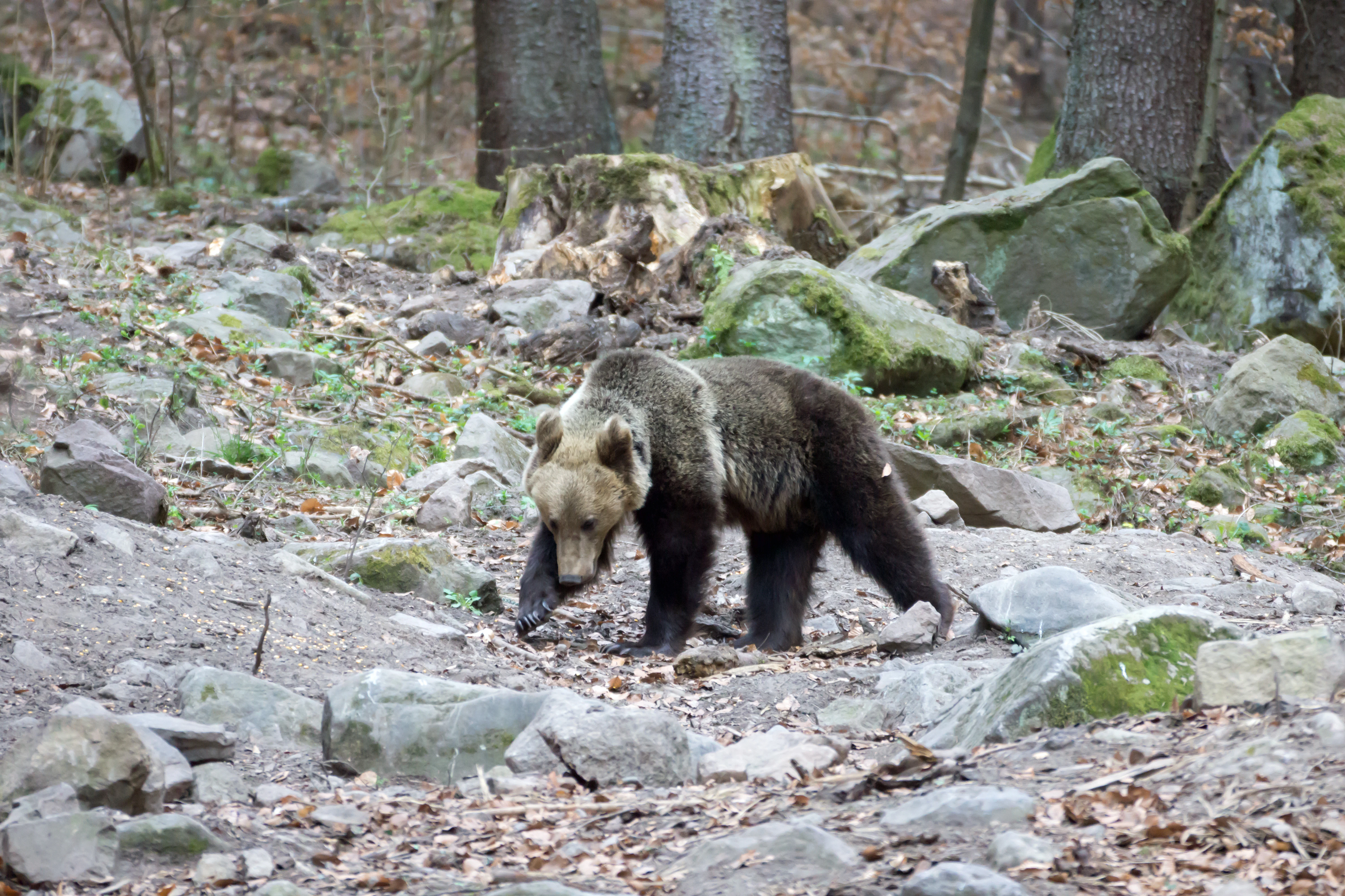 Brown Bear, Romania — photo by Jim Bennett