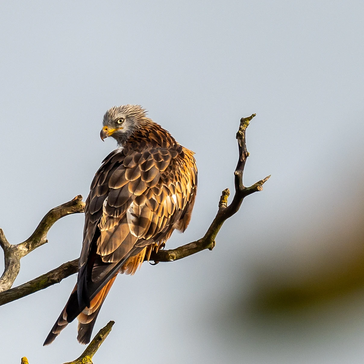 Red Kite, Sutton Courtenay, Oxfordshire, UK — photo by Jim Bennett