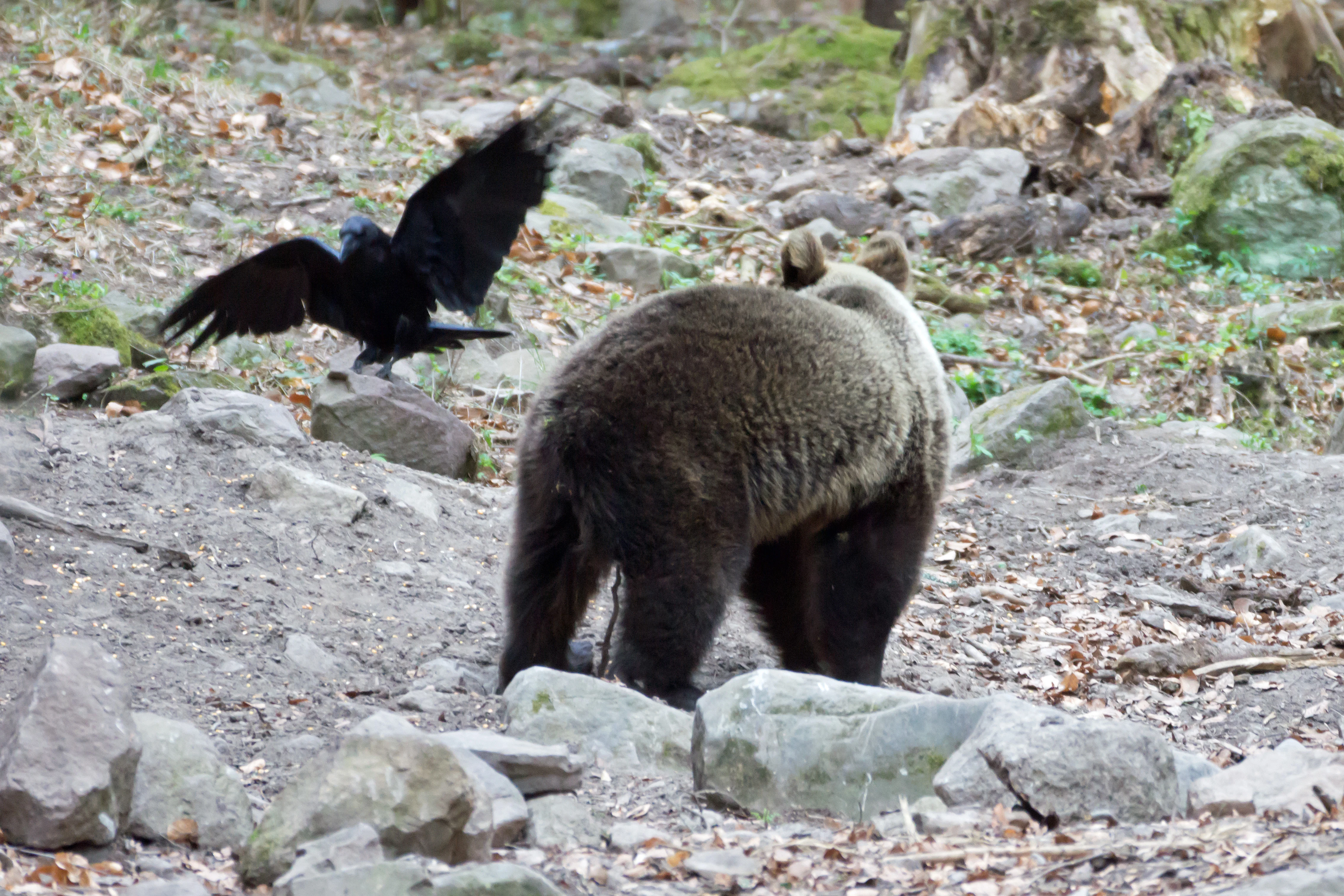 Brown Bear & Raven, Romania — photo by Jim Bennett
