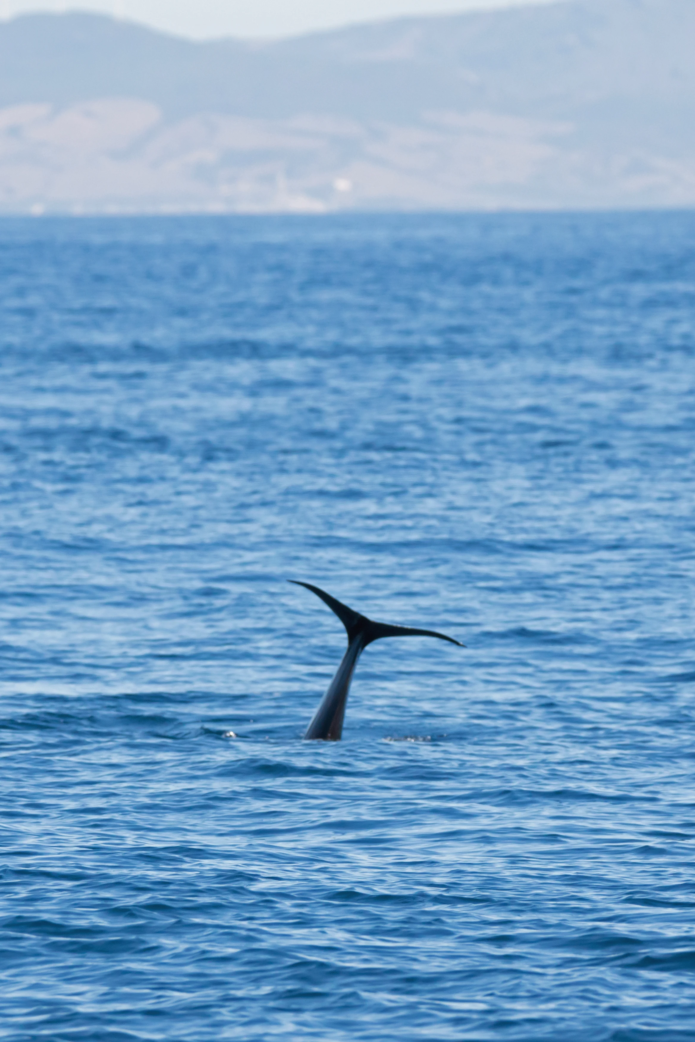 Long-finned Pilot Whale, Straits of Gibraltar, Spain — photo by Jim Bennett